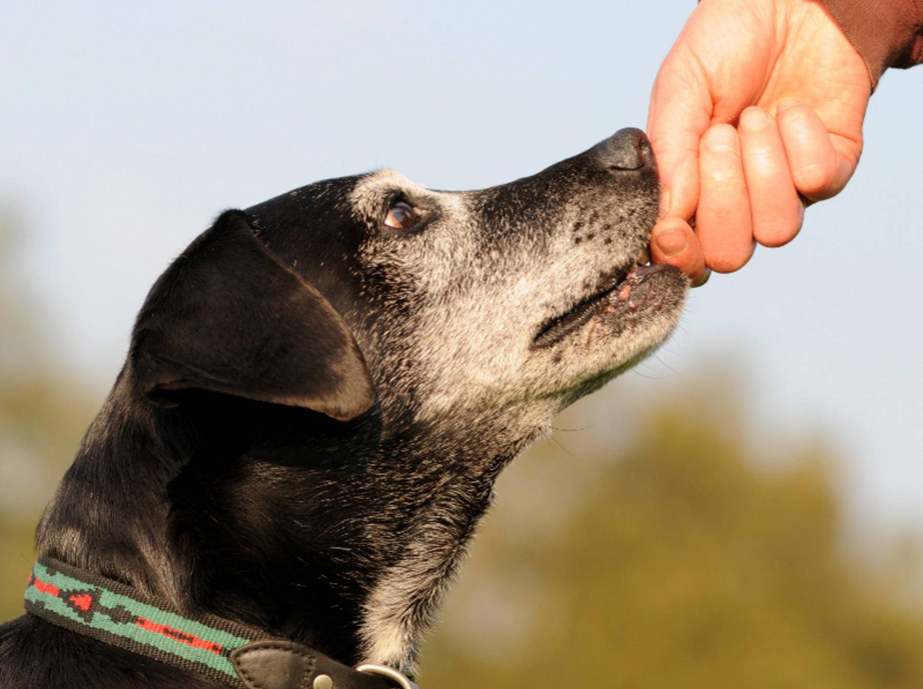 Weidenrinde gibt es für Hunde in verschiedenen Darreichungsformen, darunter Tabletten und Dragees – Shutterstock / schubbel