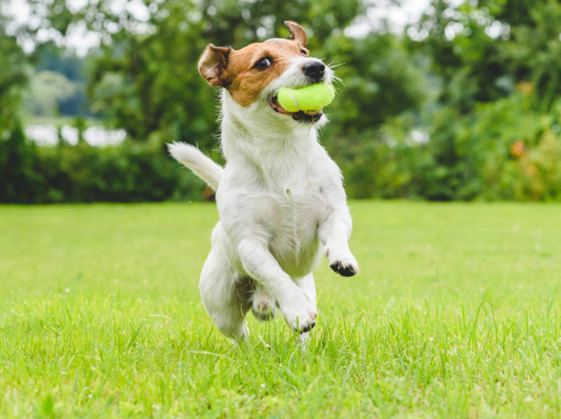 Eine Zerrung beim Hund kann zum Beispiel bei wilden Spielereien zustande kommen – Shutterstock/alexei_tm