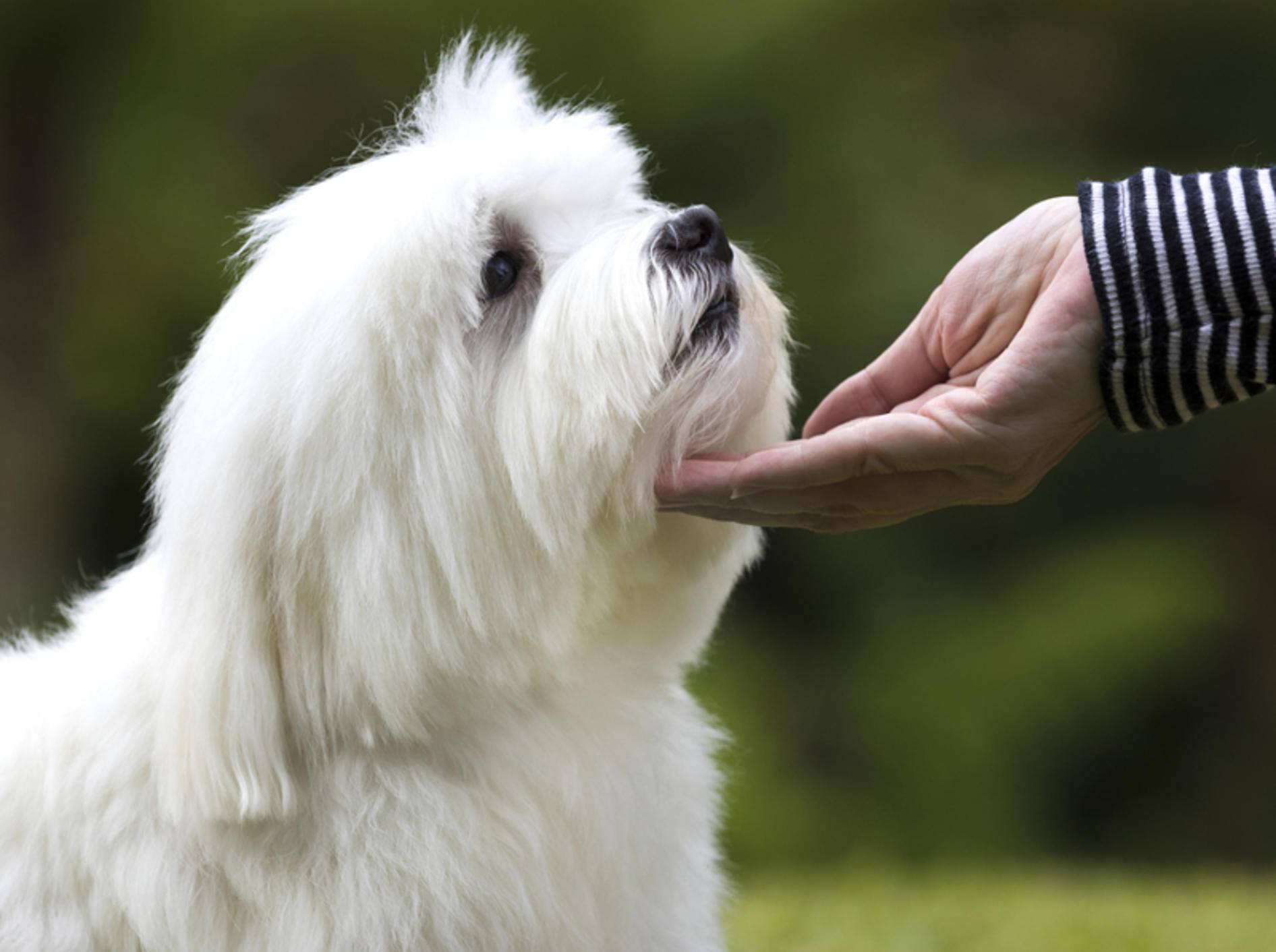 Wenn Sie fremde Hunde streicheln dürfen, dann nähern Sie sich behutsam und mit flacher Hand – Kimrawicz/Shutterstock