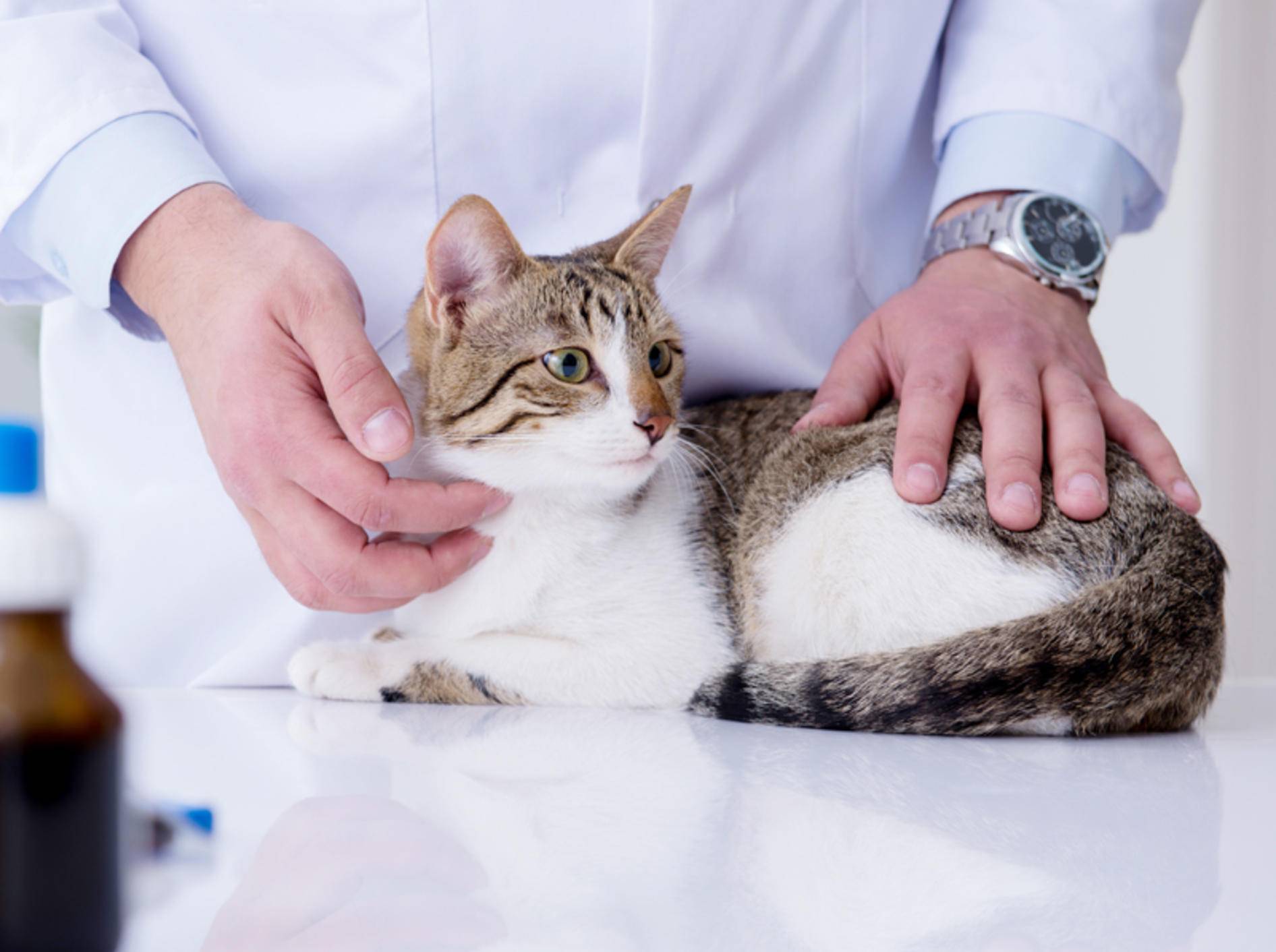 Je eher ein Tumor bei Katzen entdeckt wird, umso größer sind die Heilungschancen – Shutterstock / Elnur