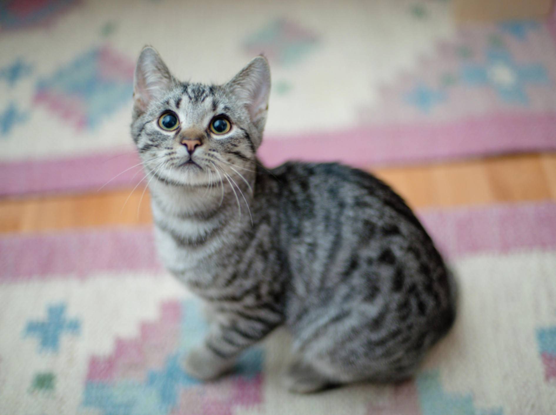 "Nicht schimpfen, ich hab nicht mit Absicht auf den Teppich gepinkelt", scheint diese Tabby-Katze sagen zu wollen – Shutterstock / AttilaVarga