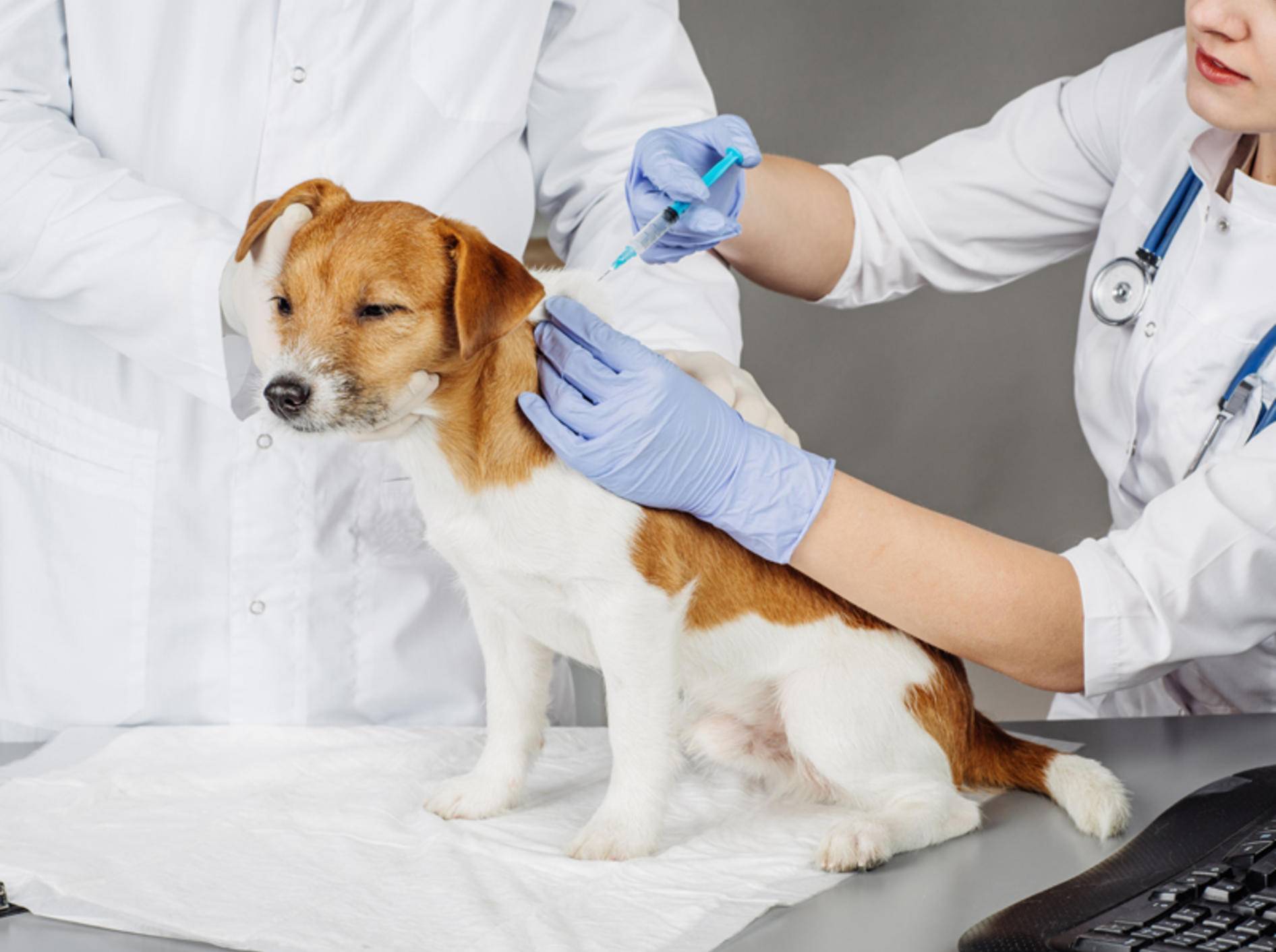 Bei Verdacht auf eine Vergiftung mit Rattengift muss Ihr Hund sofort zum Tierarzt. Eine Spritze mit hochdosiertem Vitamin K kann ihn retten – Shutterstock / NEstudio