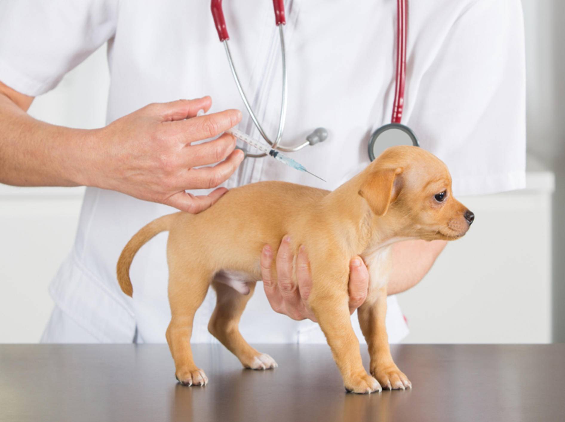 dårlig morfin tetraeder Leptospirose beim Hund: Symptome, Ursachen & Behandlung