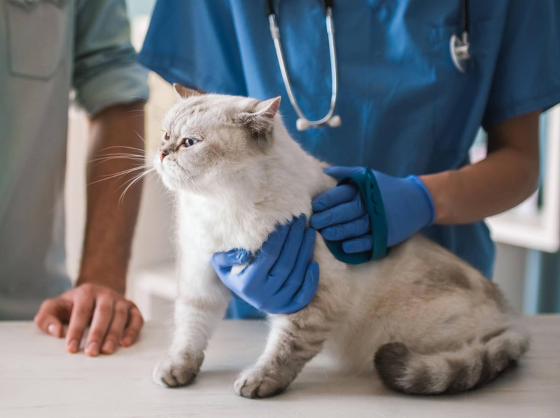 Wenn Sie fürchten, Ihre Katze könnte an einer Niereninsuffizienz leiden, gehen Sie schnell zum Tierarzt – Shutterstock / VGstockstudio