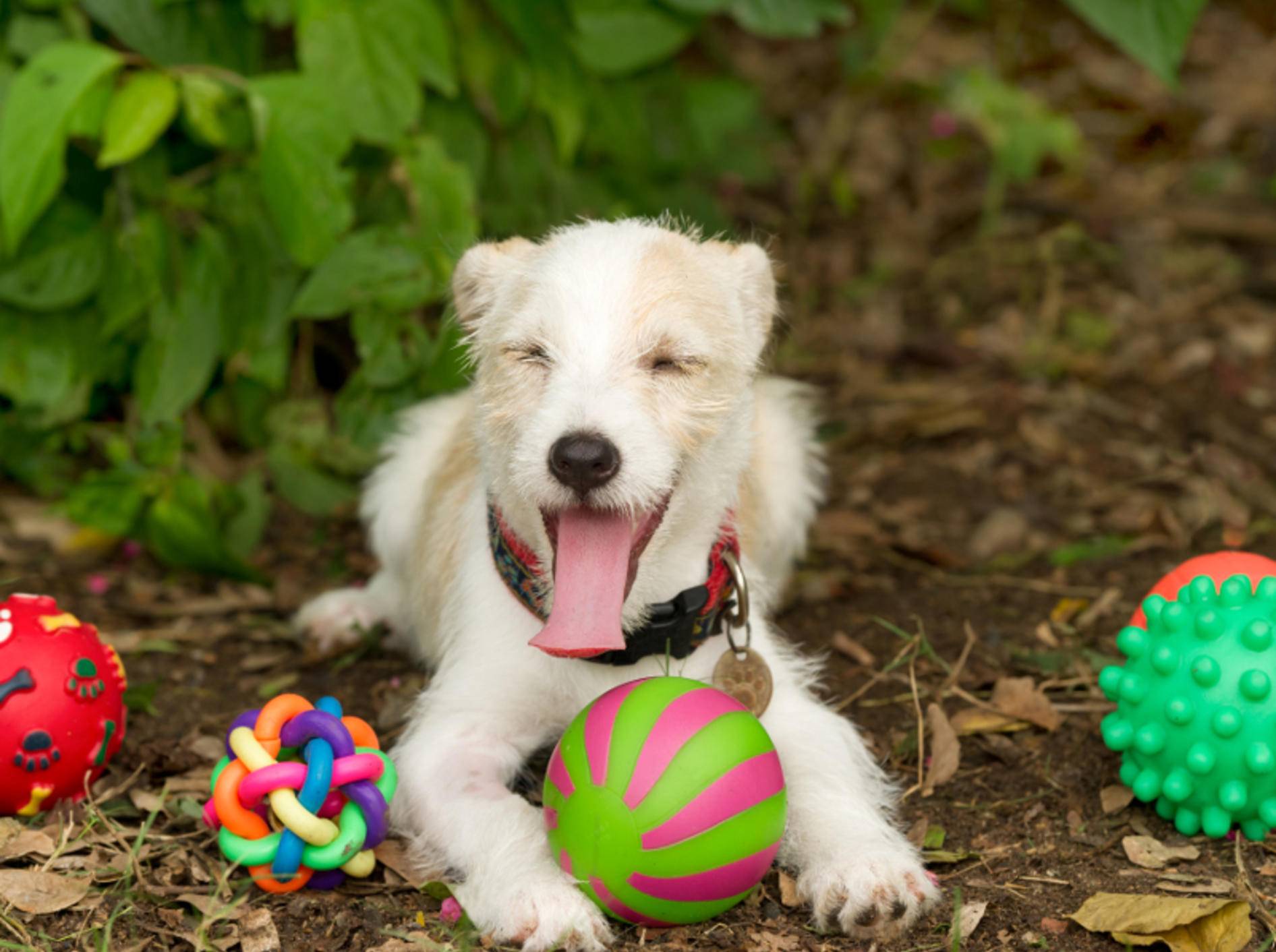 Sicheres und spaßversprechendes Hundespielzeug gehört ebenfalls zu der Grundausstattung für Hunde – Shutterstock / David Porras