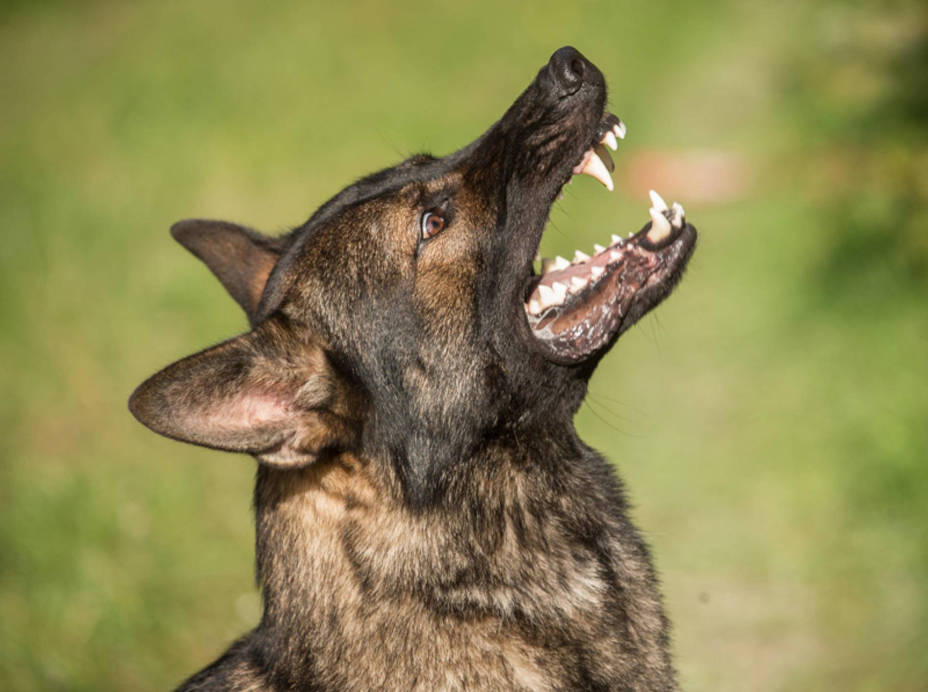 Territorialverhalten: Mit lautem Bellen verteidigt dieser Schäferhund sein Revier – Shutterstock / DTeibe Photography
