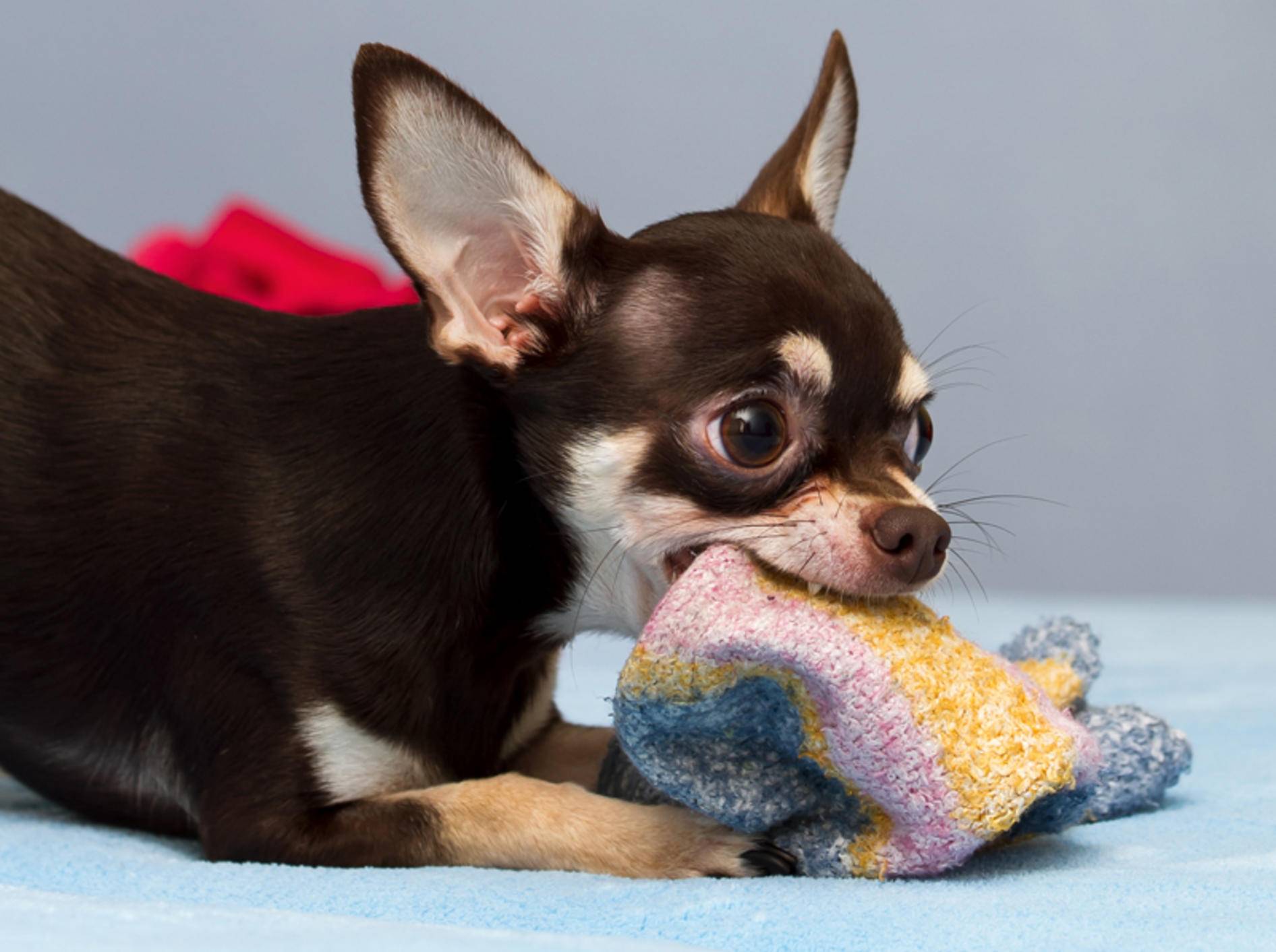 Hunde wie dieser Chihuahua lieben den Geruch von Socken, weil er sie an ihre Lieblingsmenschen erinnert – Shutterstock / kamilpetran