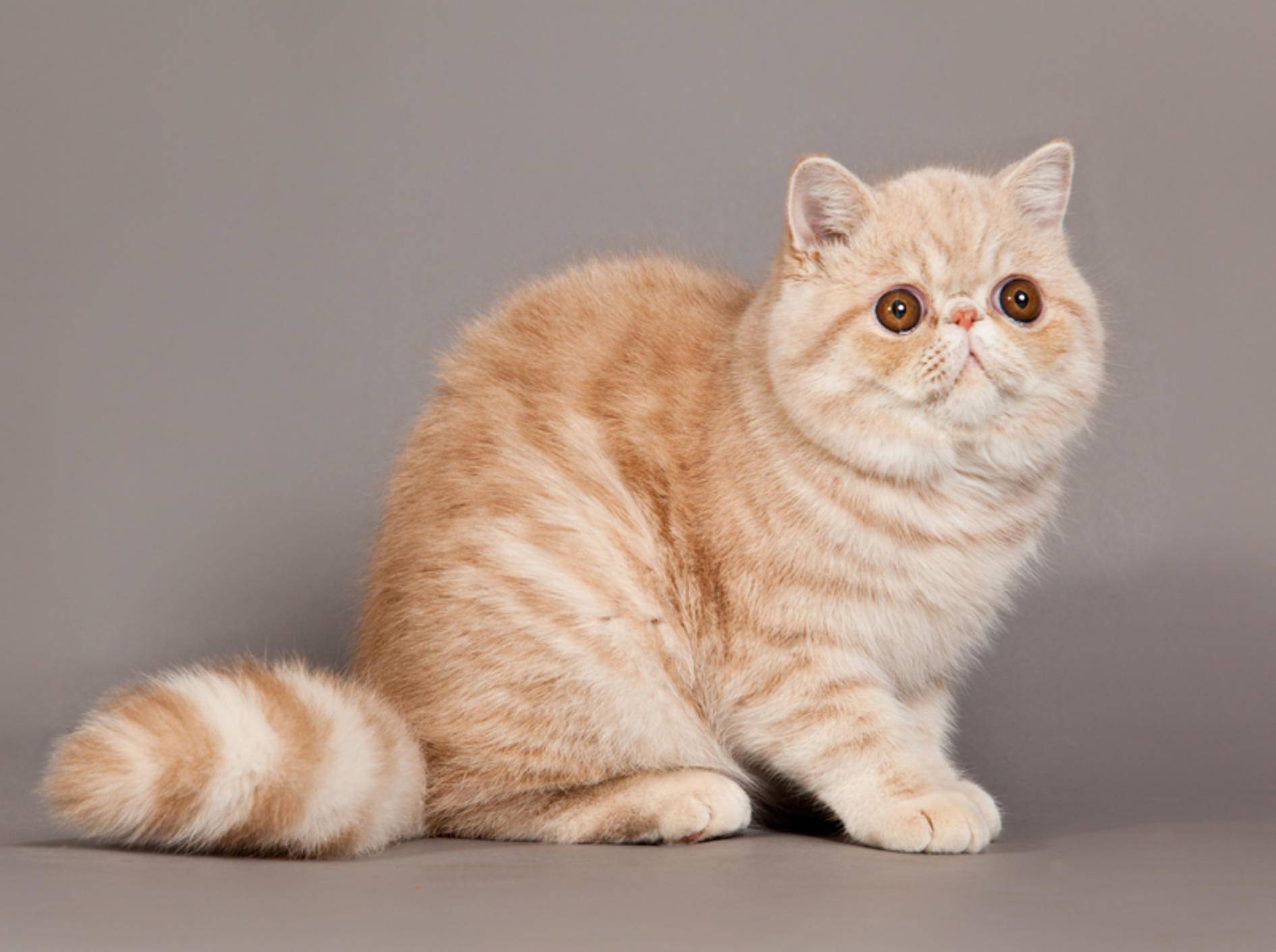 Kommt es bei Katzenrassen wie der Exotic Shorthair zu Überzüchtung, ähneln die Symptome denen des Down-Syndroms bei Menschen – Shutterstock / Ewais