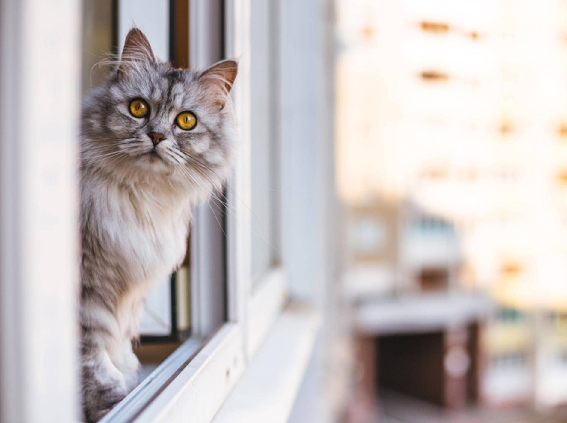 Ein Fenstersturz kann für Katzen mit schweren Verletzungen enden und sie sogar in Lebensgefahr bringen. Sichern Sie Ihre Fenster daher gut ab – Shutterstock / lkoimages