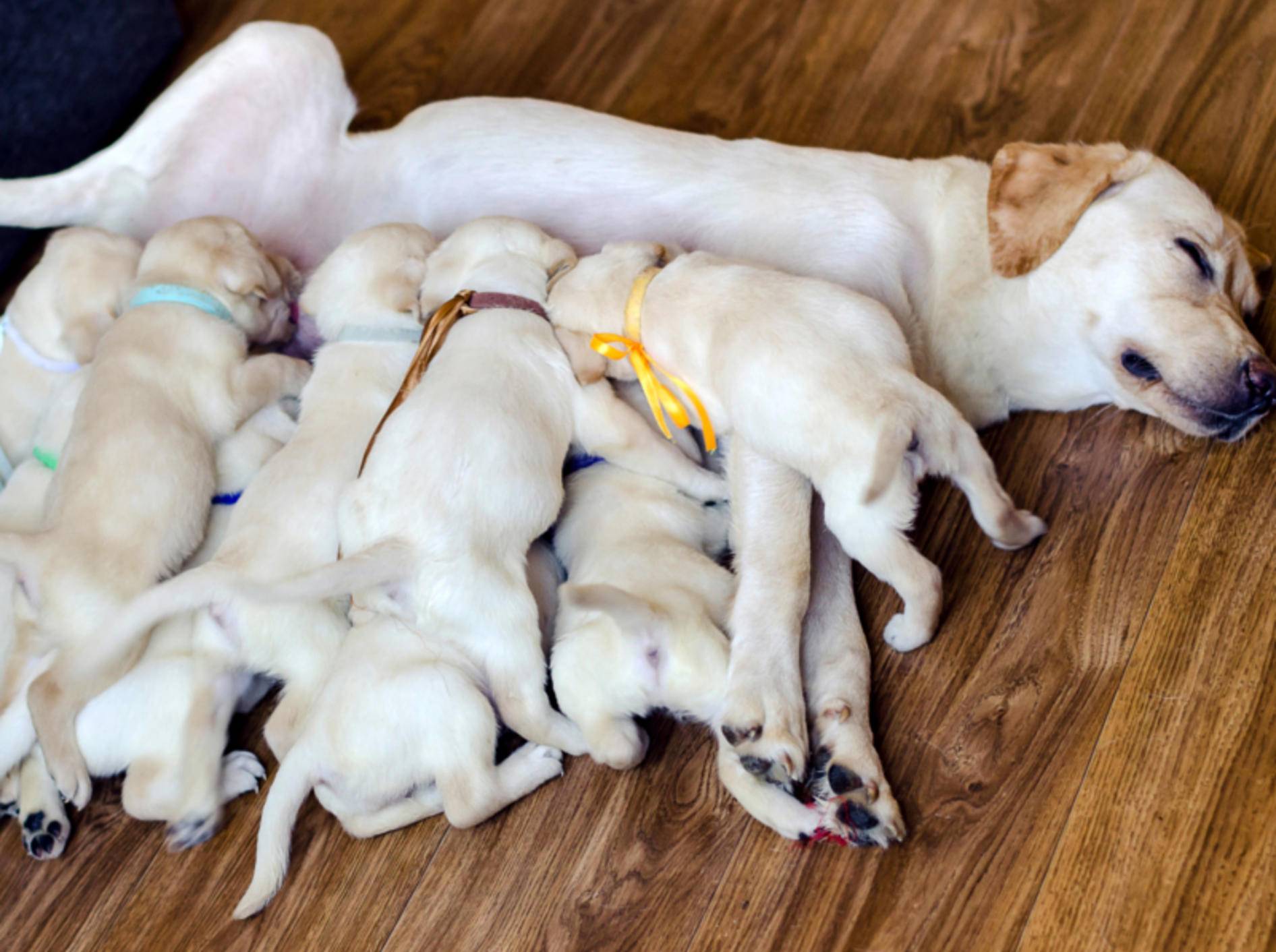 Verstößt nach einer Hundegeburt die Mutter einen ihrer Welpen, kann er mit Welpenersatzmilch aufgezogen werden – Shutterstock / Oksana Mala