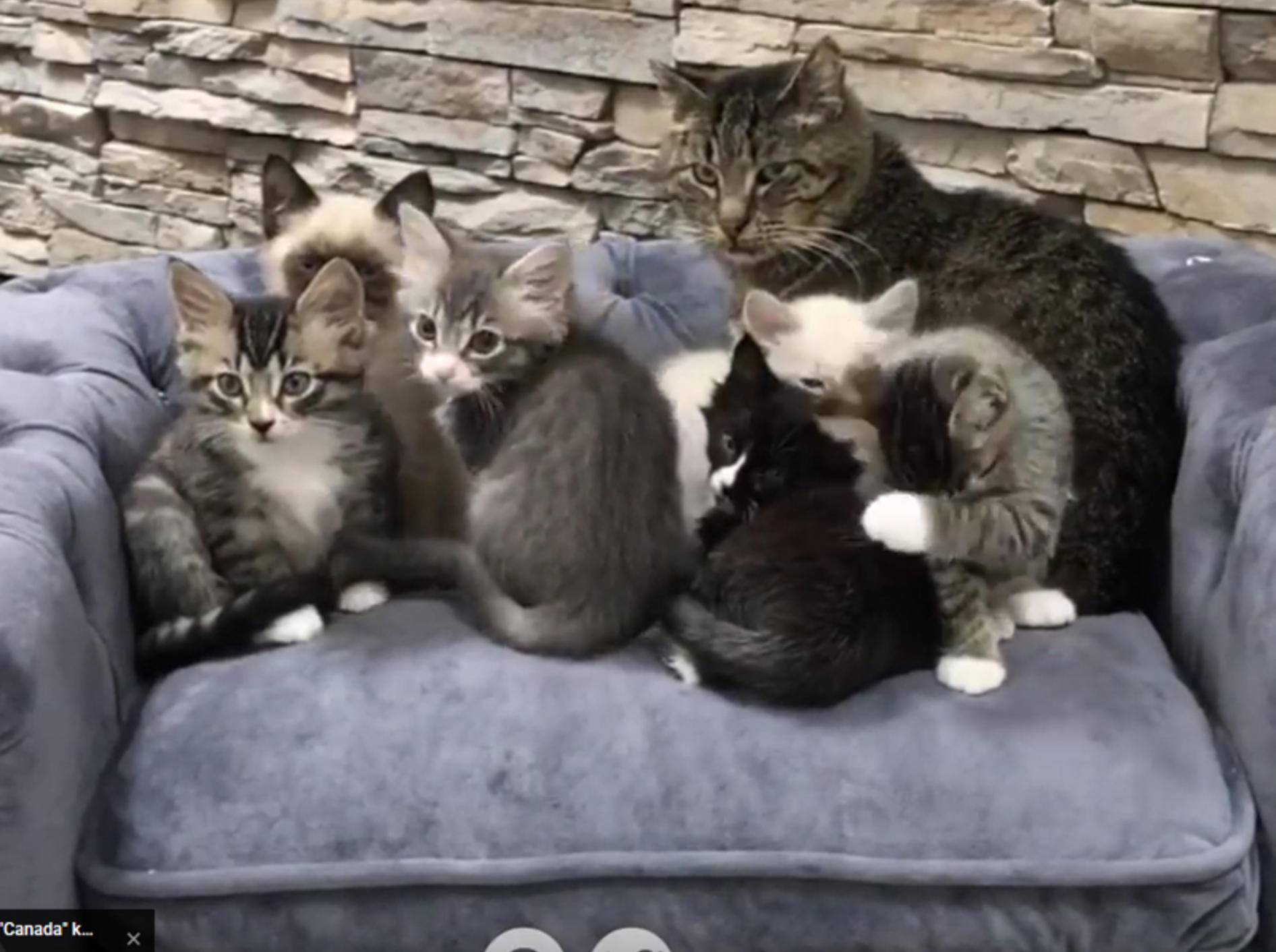 Katzenopa Mason babysittet knuffelsüße Kätzchenbande – YouTube / TinyKittens HQ