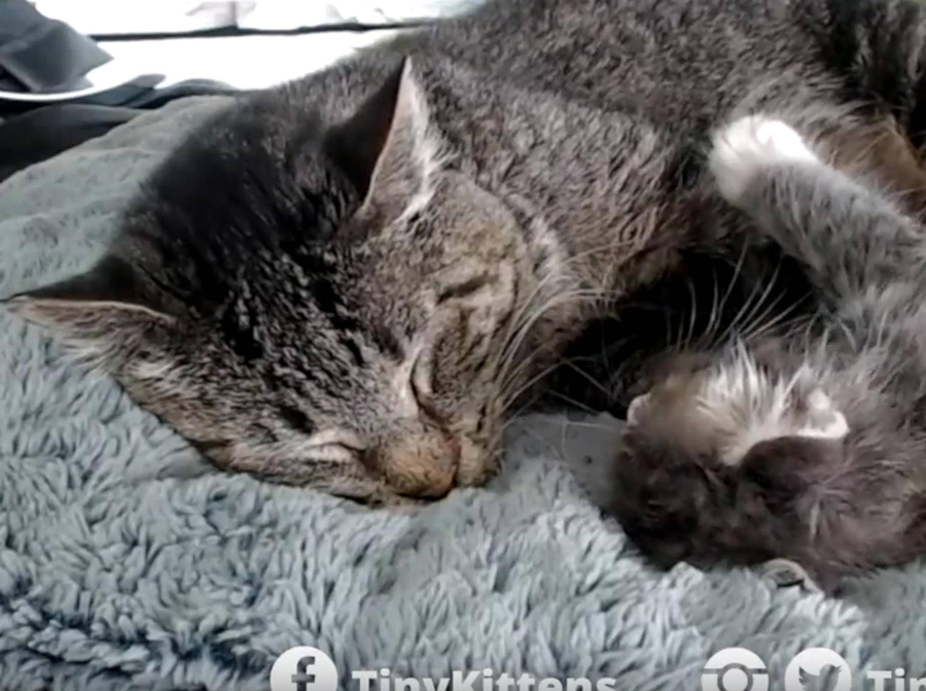 Katzenopa Mason überschüttet Kätzchen Puck mit Liebe – YouTube / TinyKittens HQ
