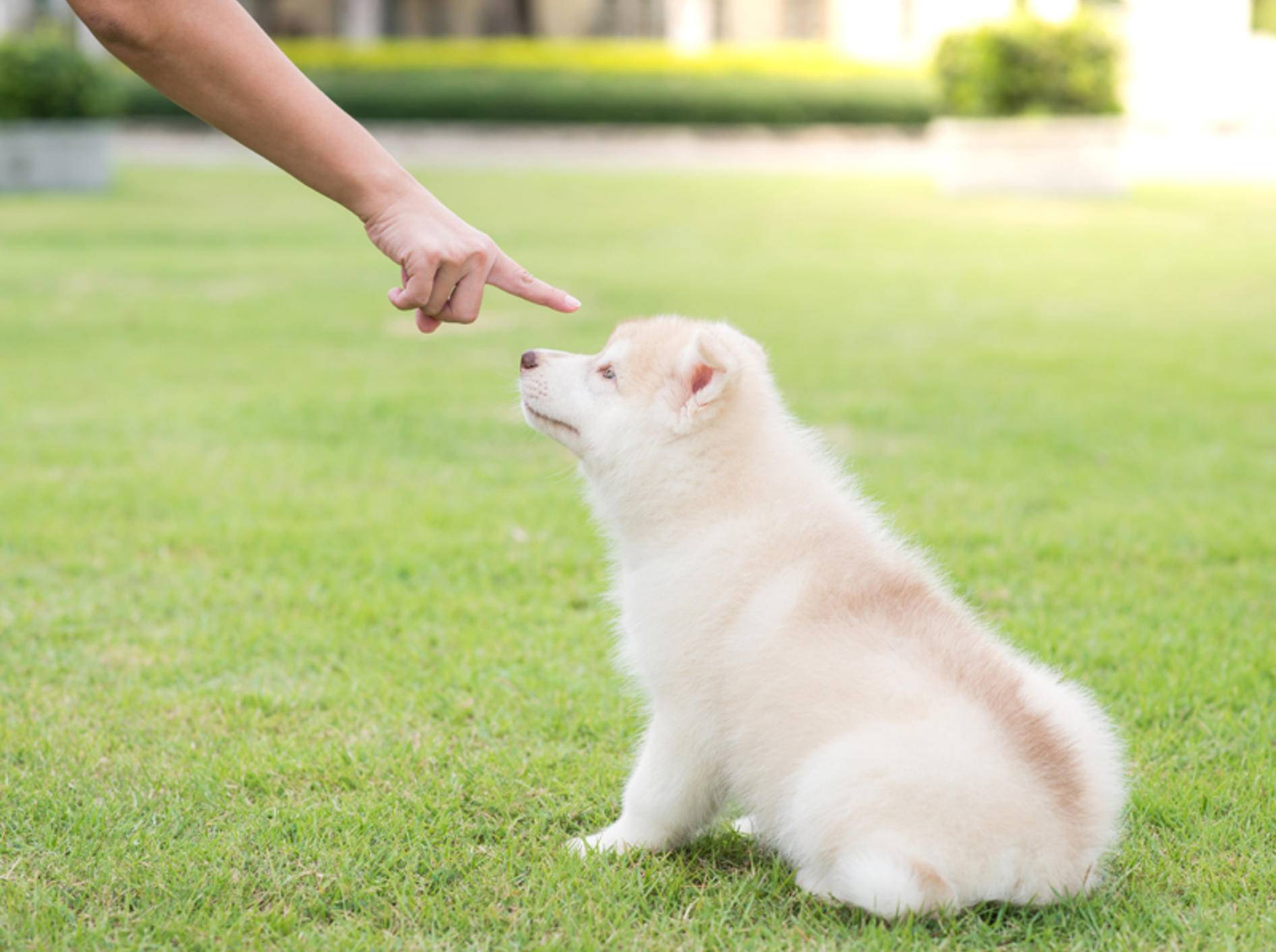 Hunde bestrafen ist nicht leicht, aber manchmal nötig – Shutterstock / ANURAK PONGPATIMET
