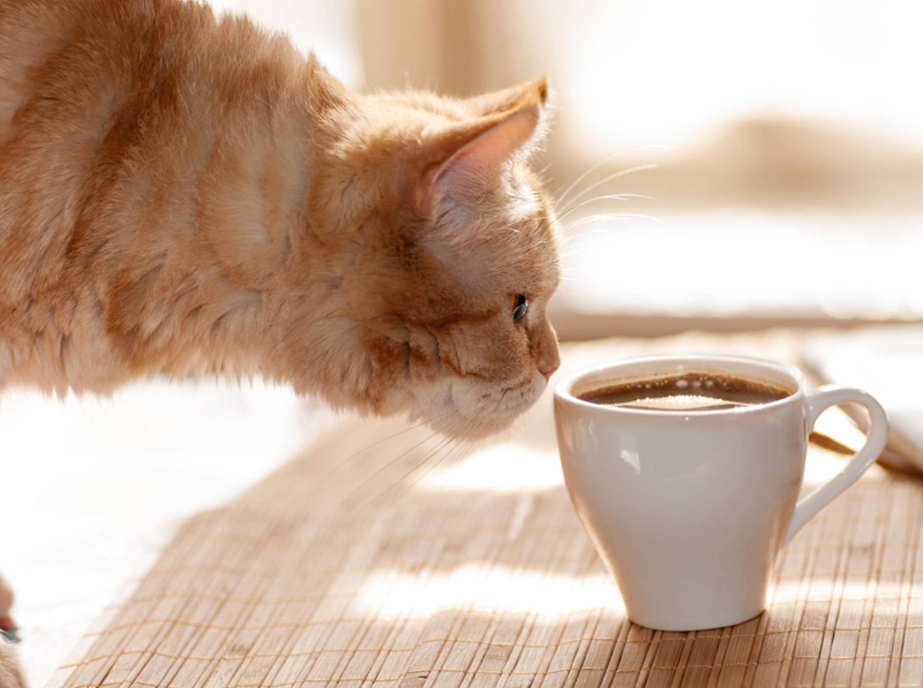 Nur schnuppern, nicht trinken: In Katzencafés dürfen die Katzen nicht gefüttert, aber gestreichelt und bespaßt werden – Shutterstock / Germanova Antonina