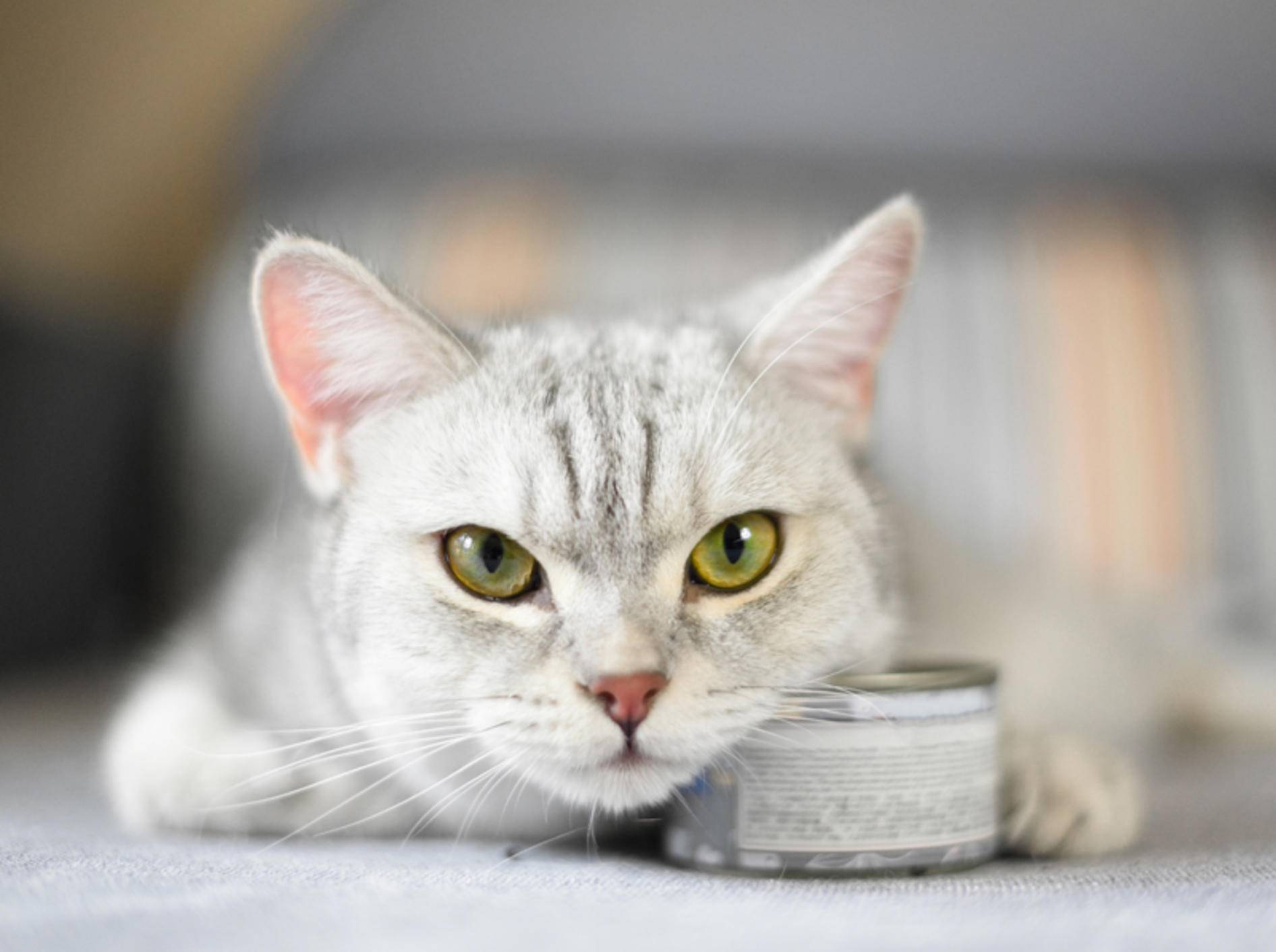 Alte Katzen brauchen oft spezielles Futter, weil sich ihr Stoffwechsel verändert – Shutterstock / WaitForLight