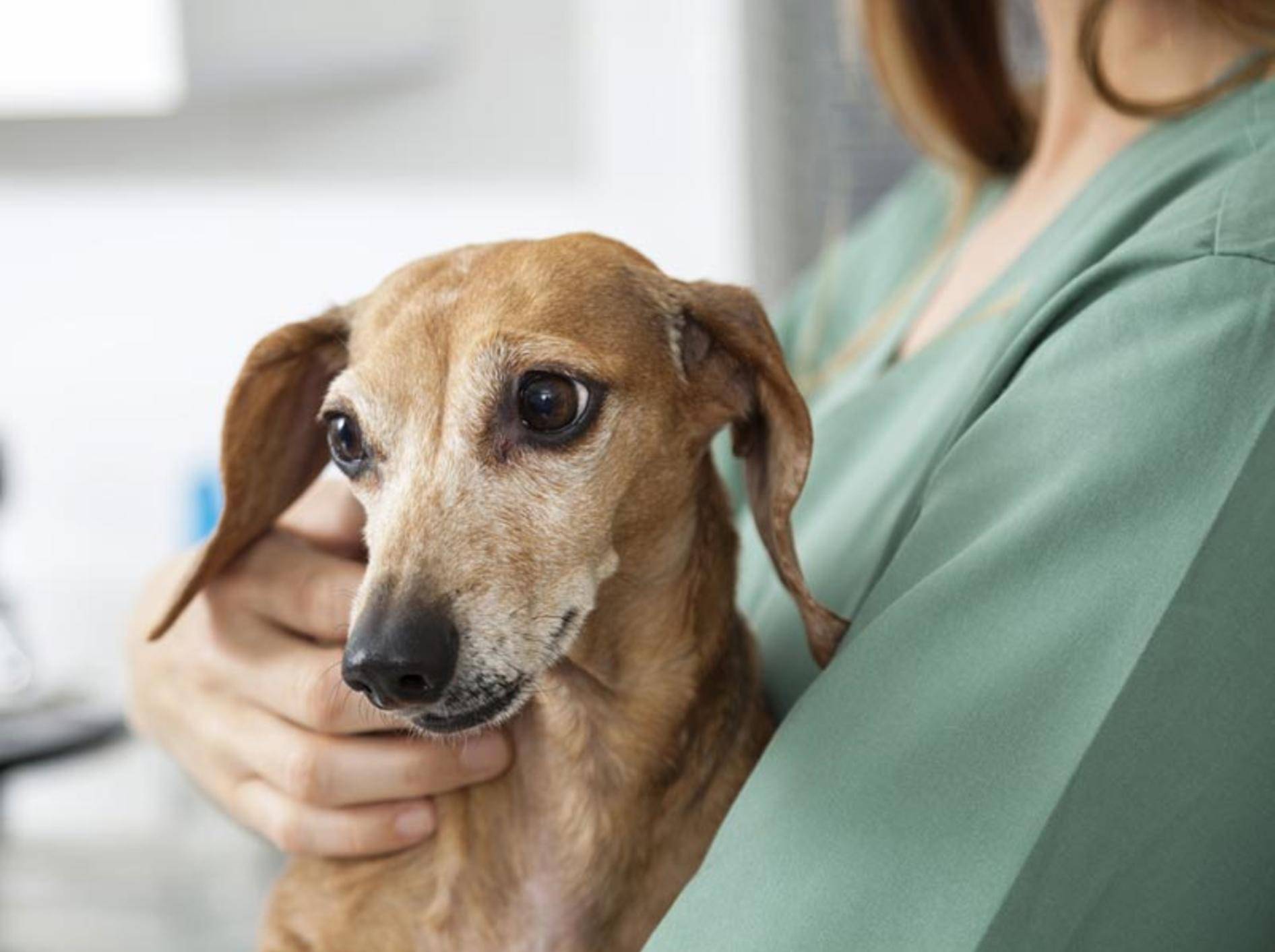 Einen Impfschutz für Hunde gegen FSME gibt es bislang noch nicht – Bild: Shutterstock / Tyler Olson