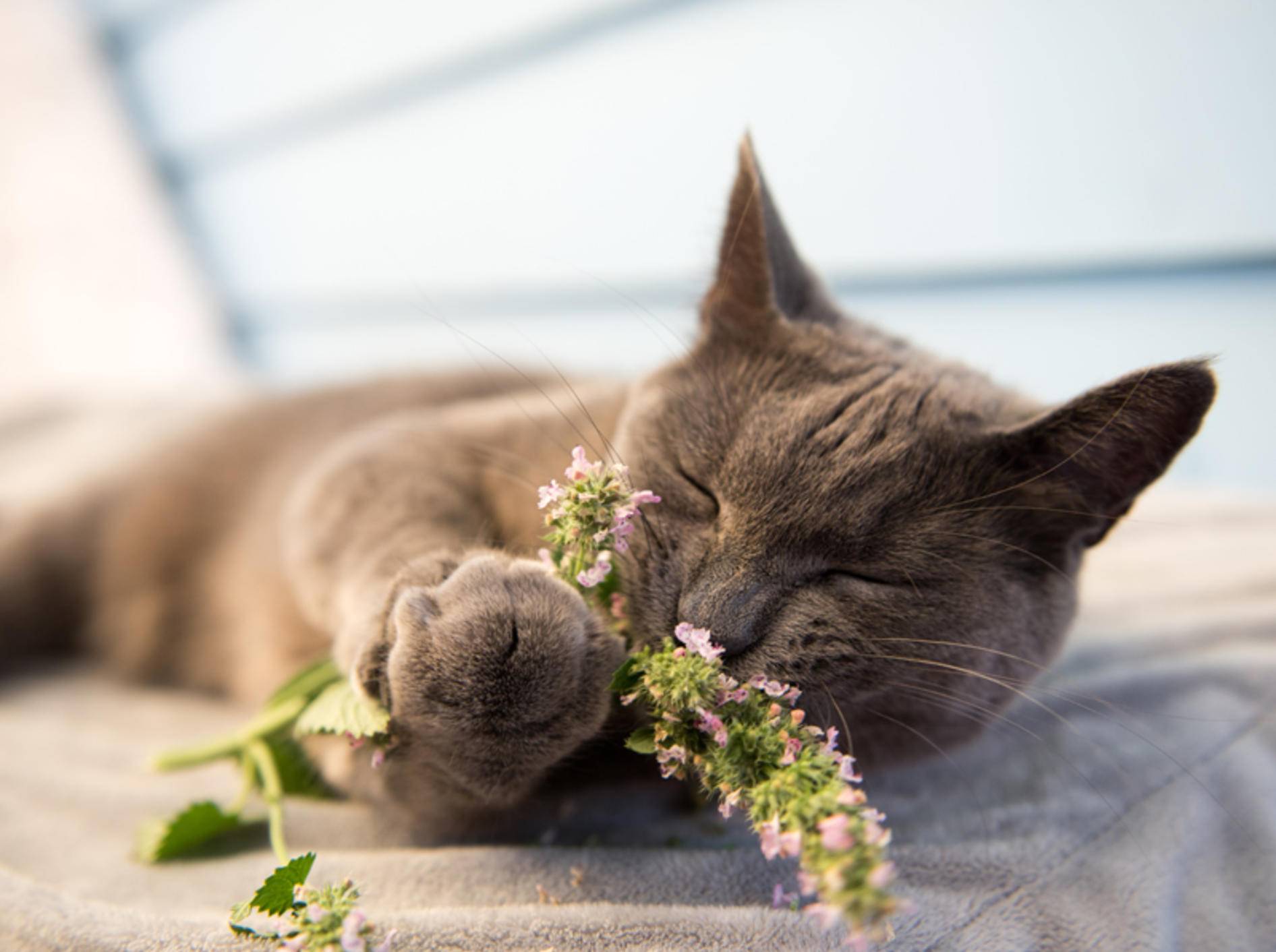 Katzen geraten in einen wahren Rausch, wenn sie Katzenminze genießen - Bild: Shutterstock / Anna Hoychuk