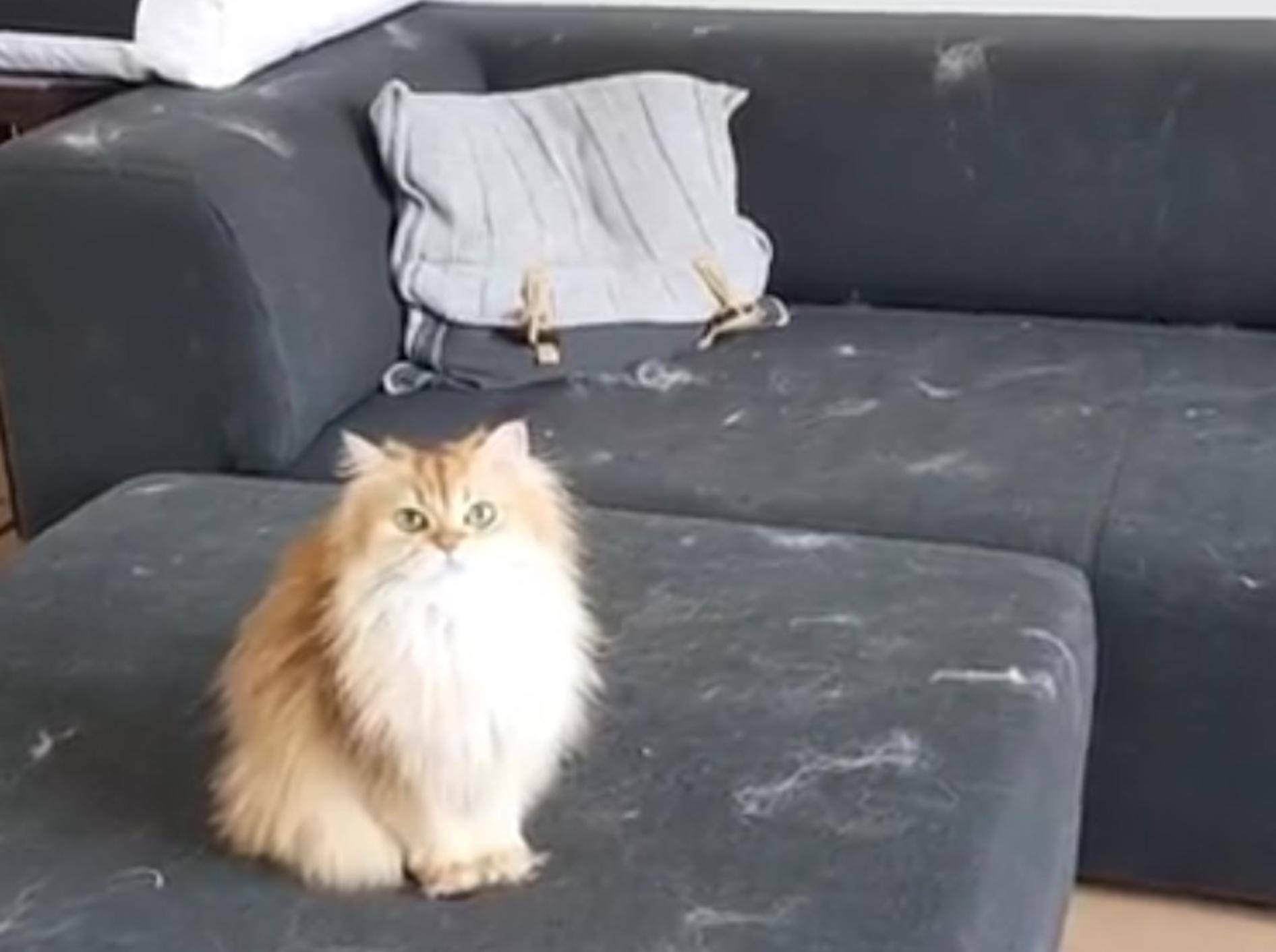 Smoothie und Milkshake dekorieren die Couch mit ihren Haaren – YouTube / smoothiethecat