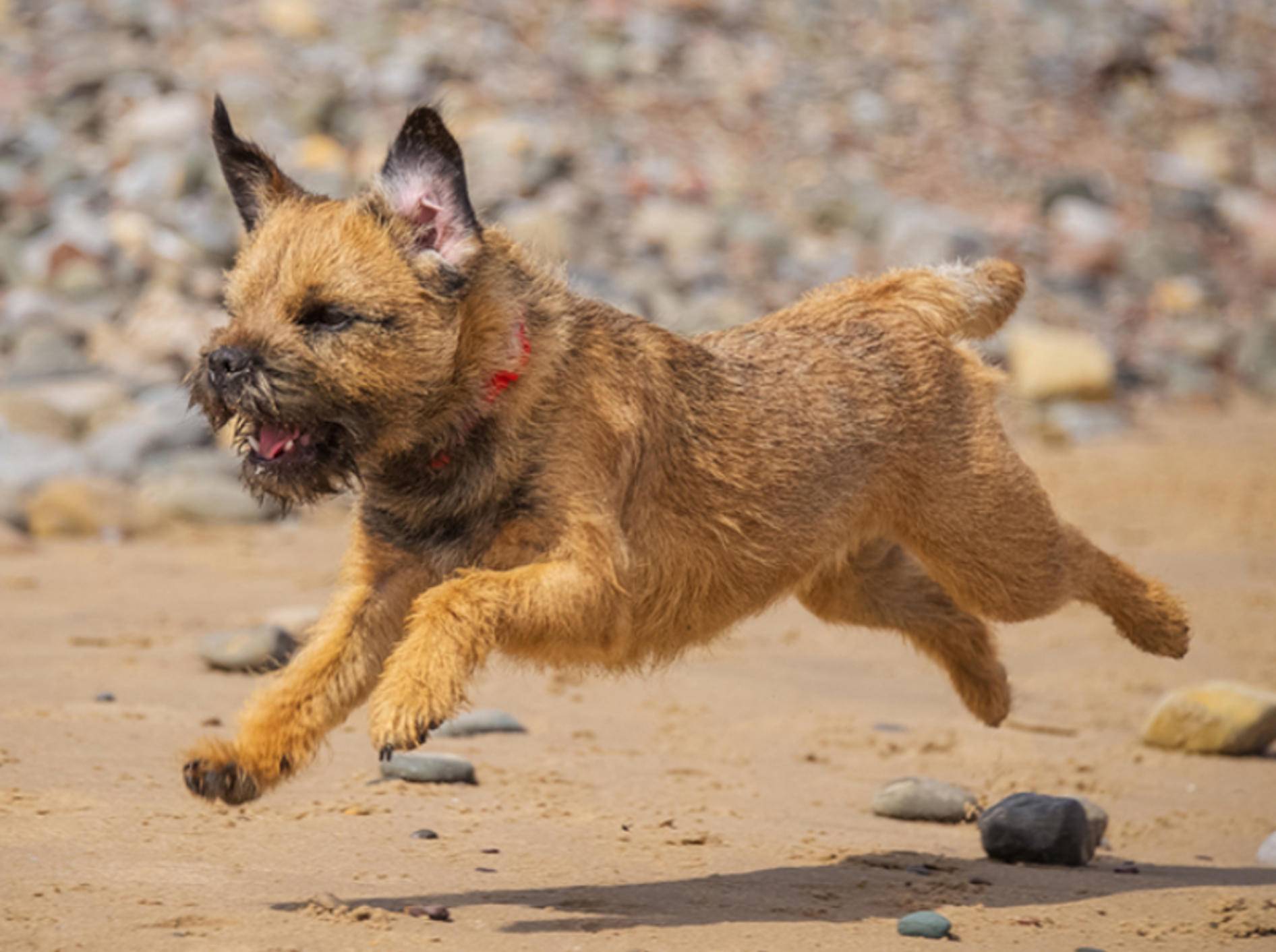 Der Border Terrier ist ein mutiger Hund, der gut ausgelastet werden sollte – Foto: Shutterstock / rebeccaashworth