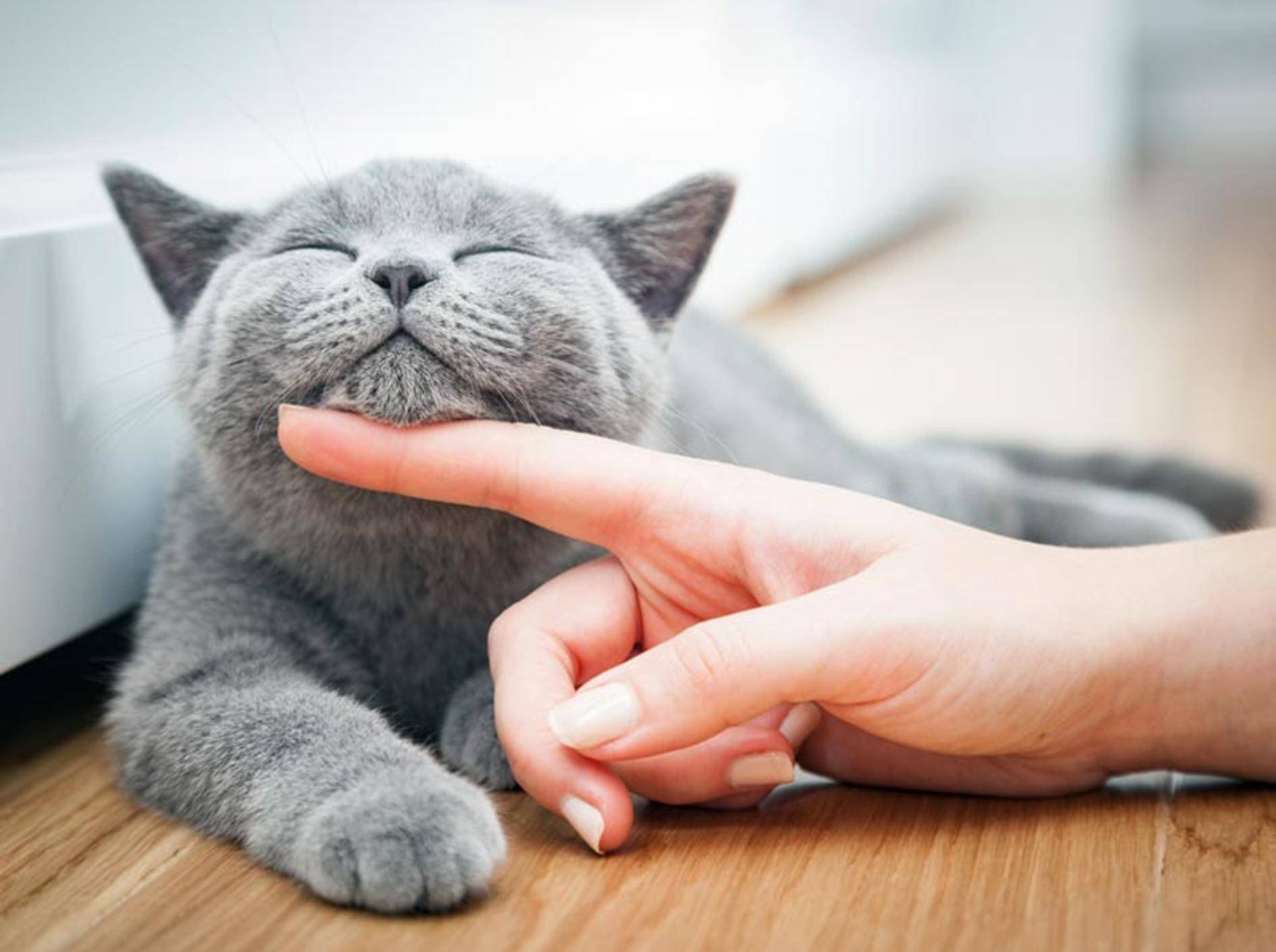 Ihre Katze sozialisieren Sie mit Liebe und Geduld – Shutterstock / PHOTOCREO Michal Bednarek