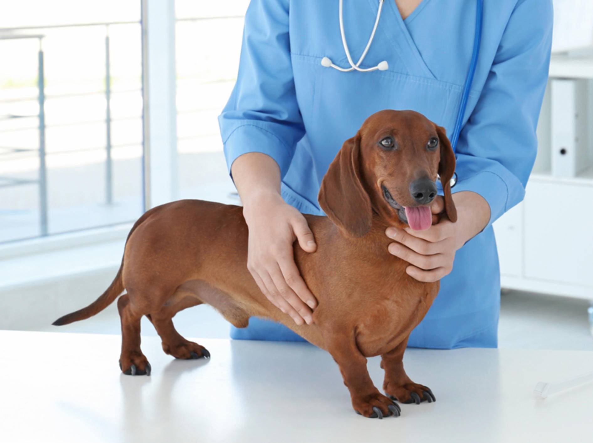 Im Zweifel sollten Sie Grützbeutel beim Hund stets vom Tierarzt begutachten lassen – Shutterstock / Africa Studio