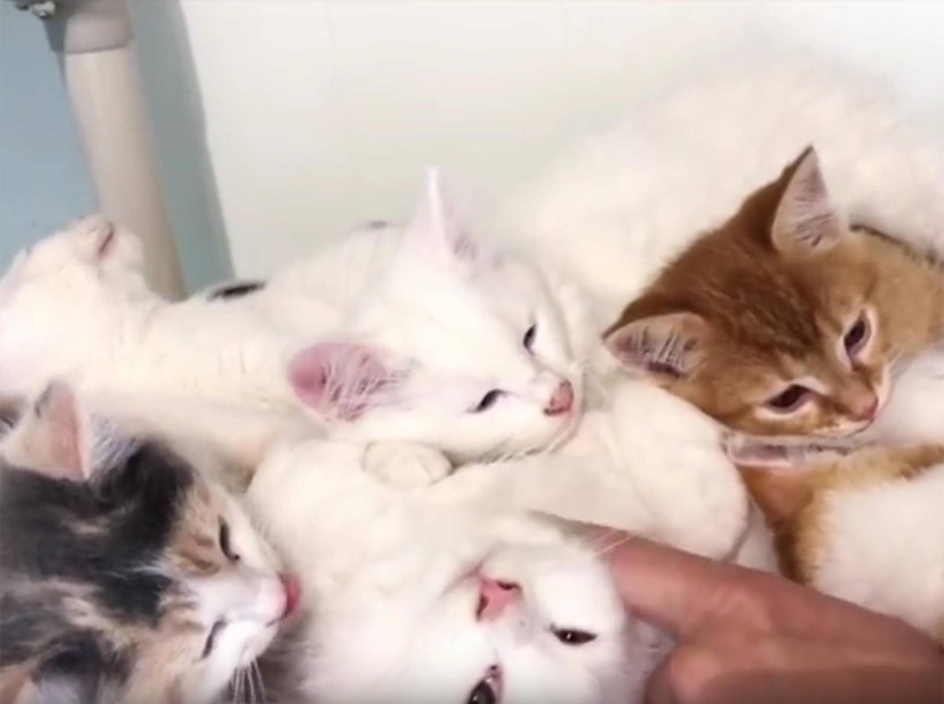 Gerettete Streunerkatzen erholen sich von Waldbrandtrauma – YouTube / TinyKittens HQ