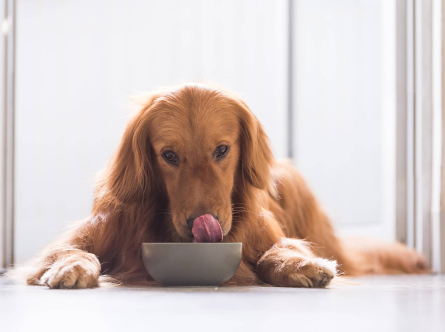 Ihr Hund hat Durchfall? Viel Wasser und Schonkost sind angesagt – Shutterstock / Chendongshan