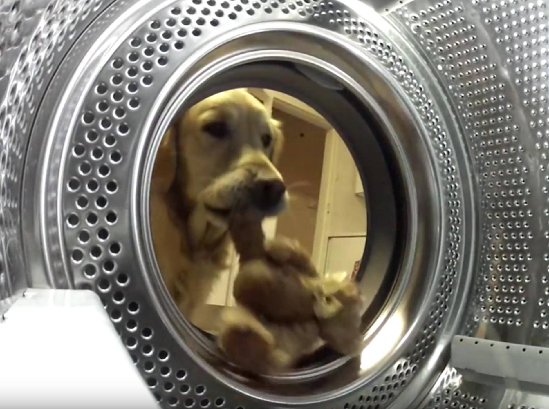 Golden Retriever rettet seinen Teddy aus der Waschmaschine – YouTube / simon bromfield