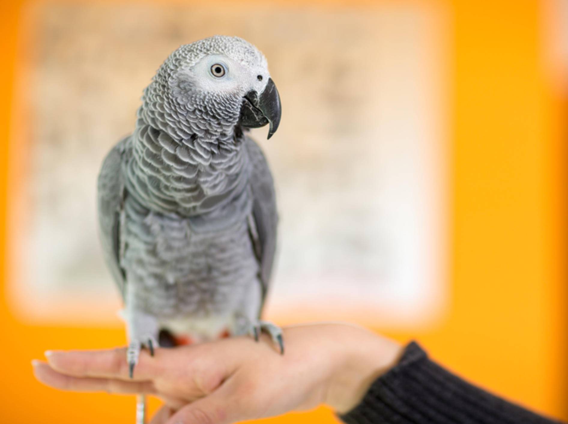 Beim leisesten Verdacht auf Psittakose sollten Sie mit Ihrem Papagei zum Tierarzt gehen – Shutterstock / Lucky Business