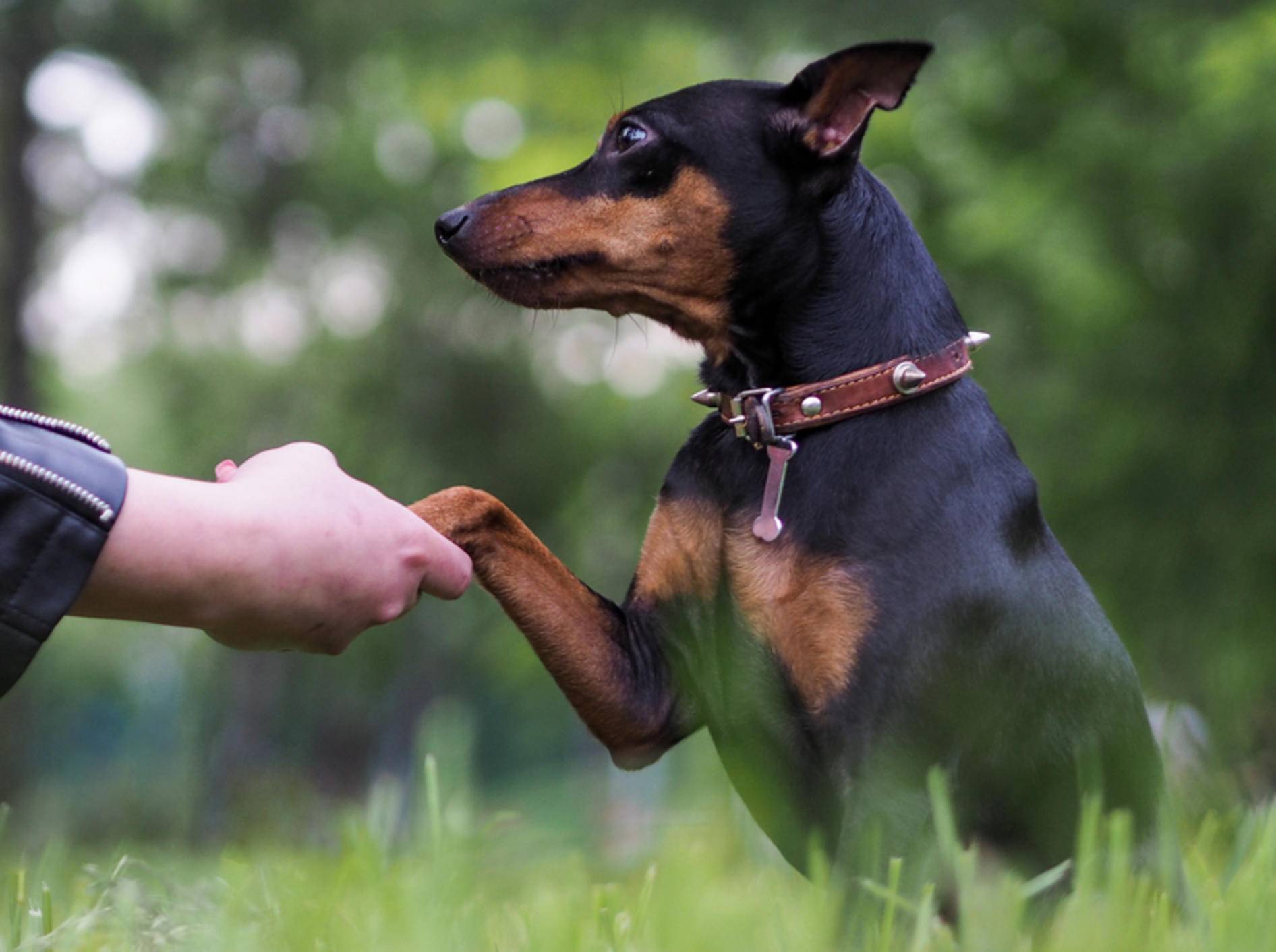 Wollen Sie Ihrem Hund „Pfötchen geben“ beibringen, sollten Sie mit einem Leckerli beginnen – Shutterstock / Irina Kozorog