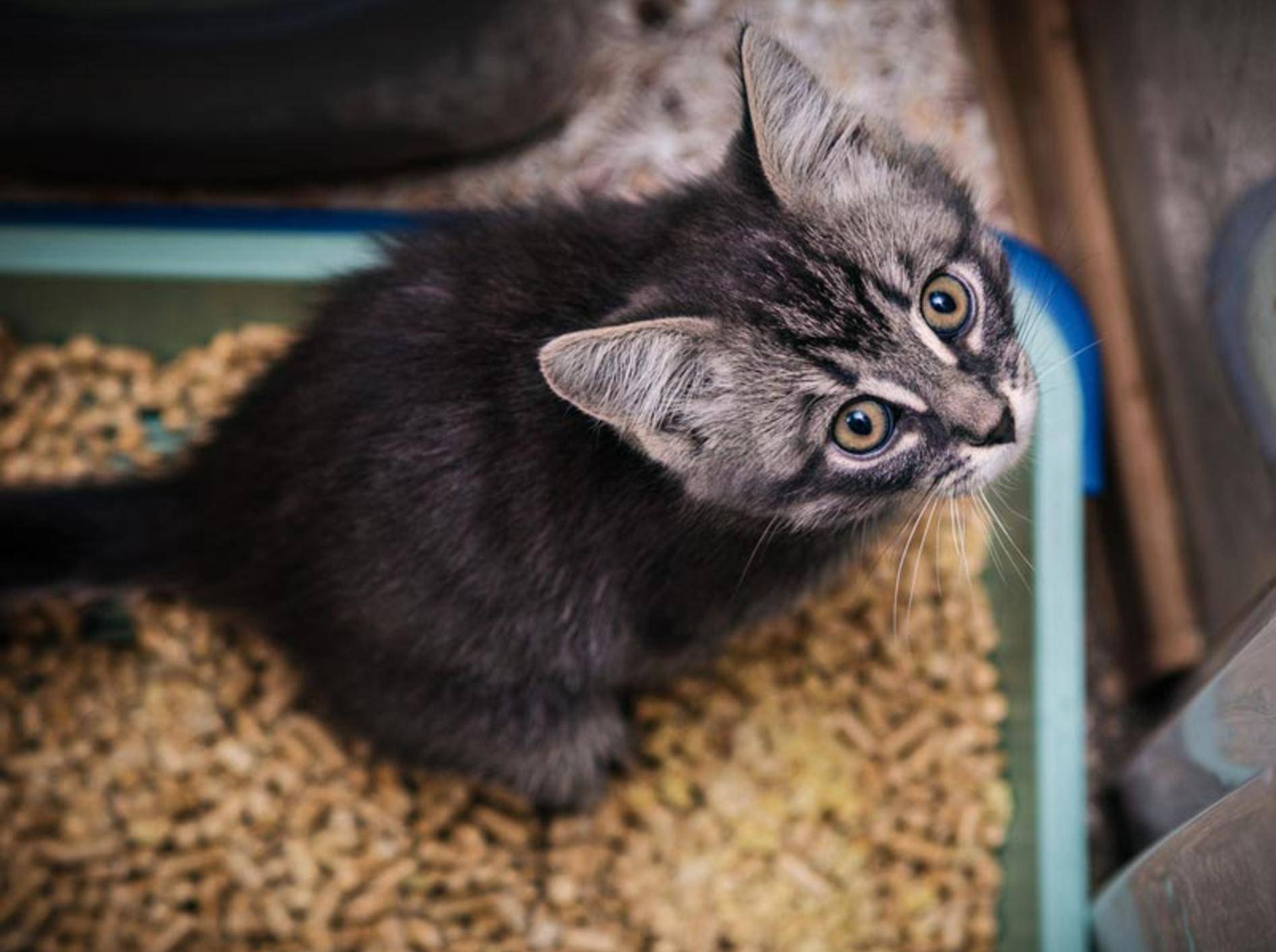 Der Katzenkot Ihres Stubentigers sagt viel über seine Gesundheit aus – Shutterstock / Khamidulin Sergey