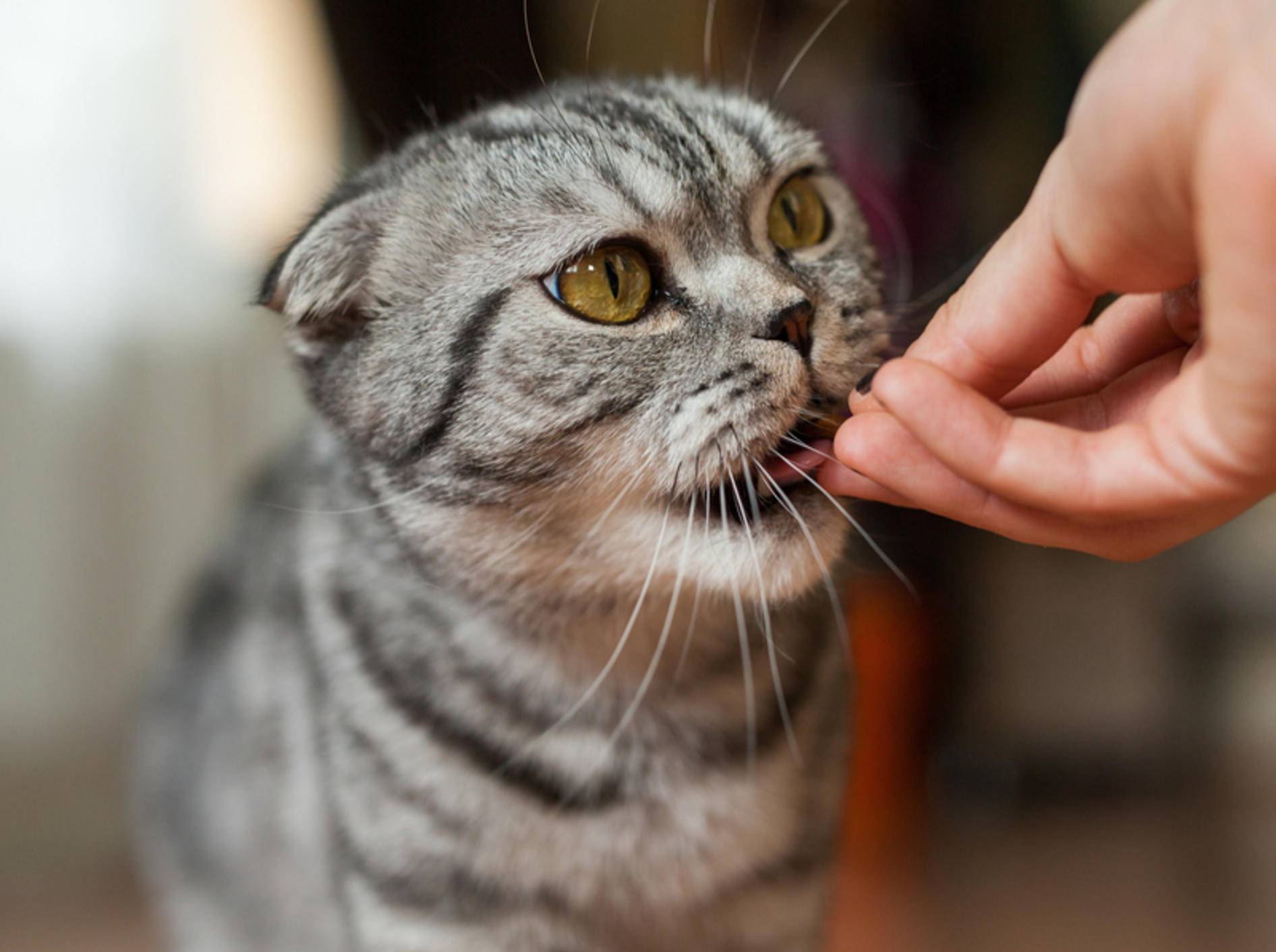 Probiotisches Futter kann der Gesundheit Ihrer Katze in einigen Fällen guttun – Shutterstock / Jakub Zak
