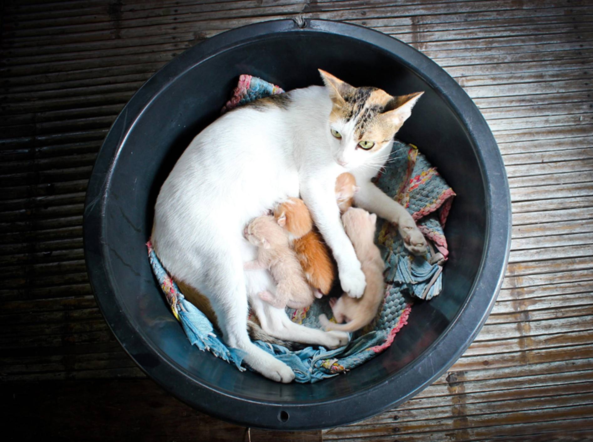 Junge Katzenmütter können manchmal an einer Mastitis erkranken und müssen dann sofort zum Tierarzt! – Shutterstock / Grey Carnation