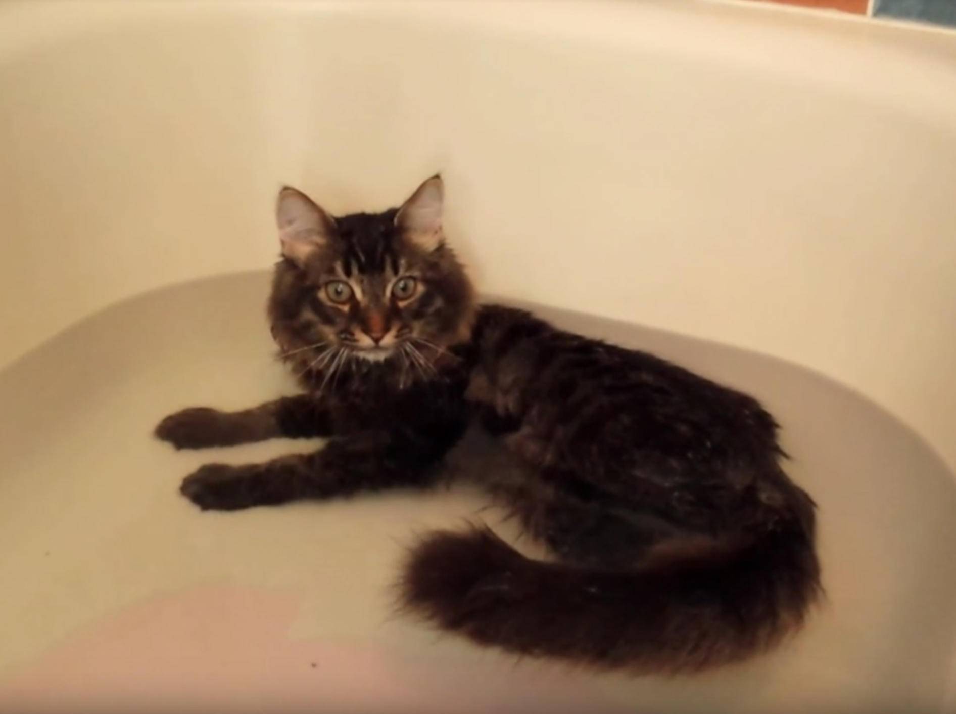 Süße Maine Coon Katze Genießt Ihr Bad