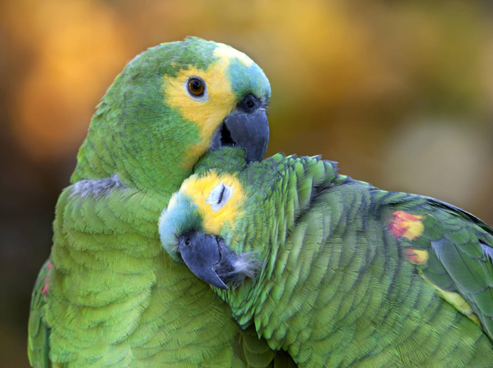 Federlinge beim Vogel übertragen sich bei engem Körperkontakt, sind aber zum Glück recht selten – Shutterstock / Pablo Rodriguez Merkel