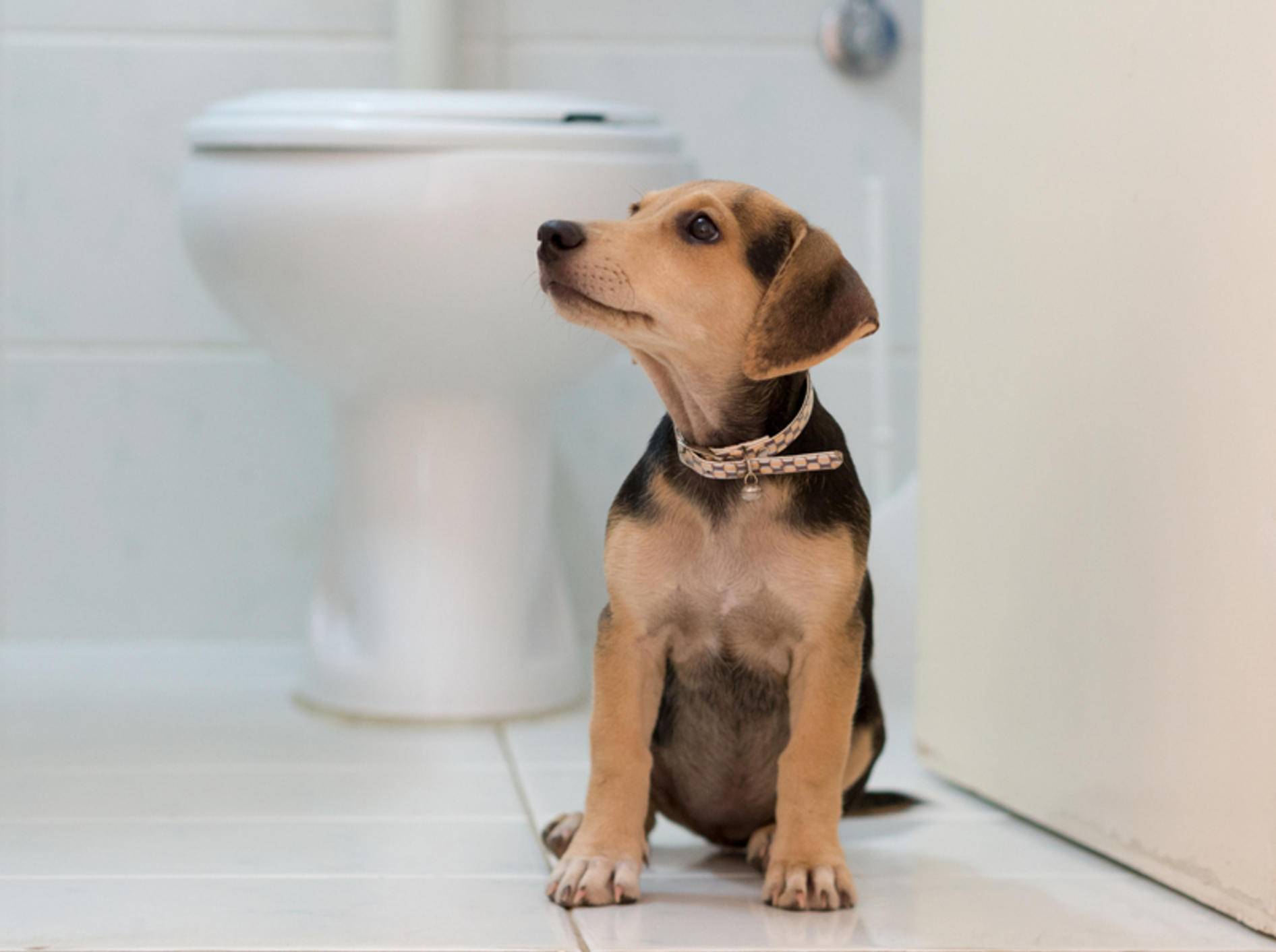 Die Vorliebe für das Toilettenwasser kann Hund zum Verhängnis werden Shutterstock / Gorsky Roman