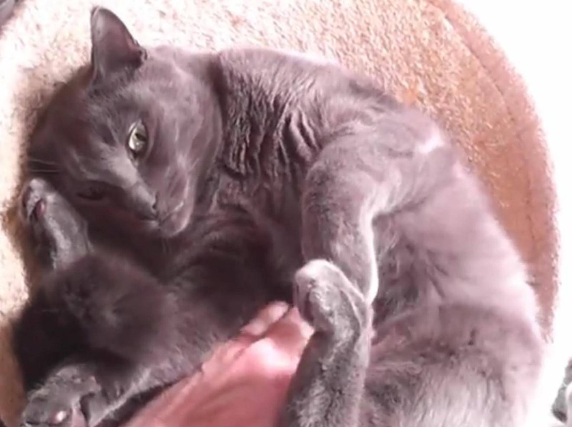 Kater Thunder liebt es am Bauch gekrault zu werden – YouTube / The Kits Cats