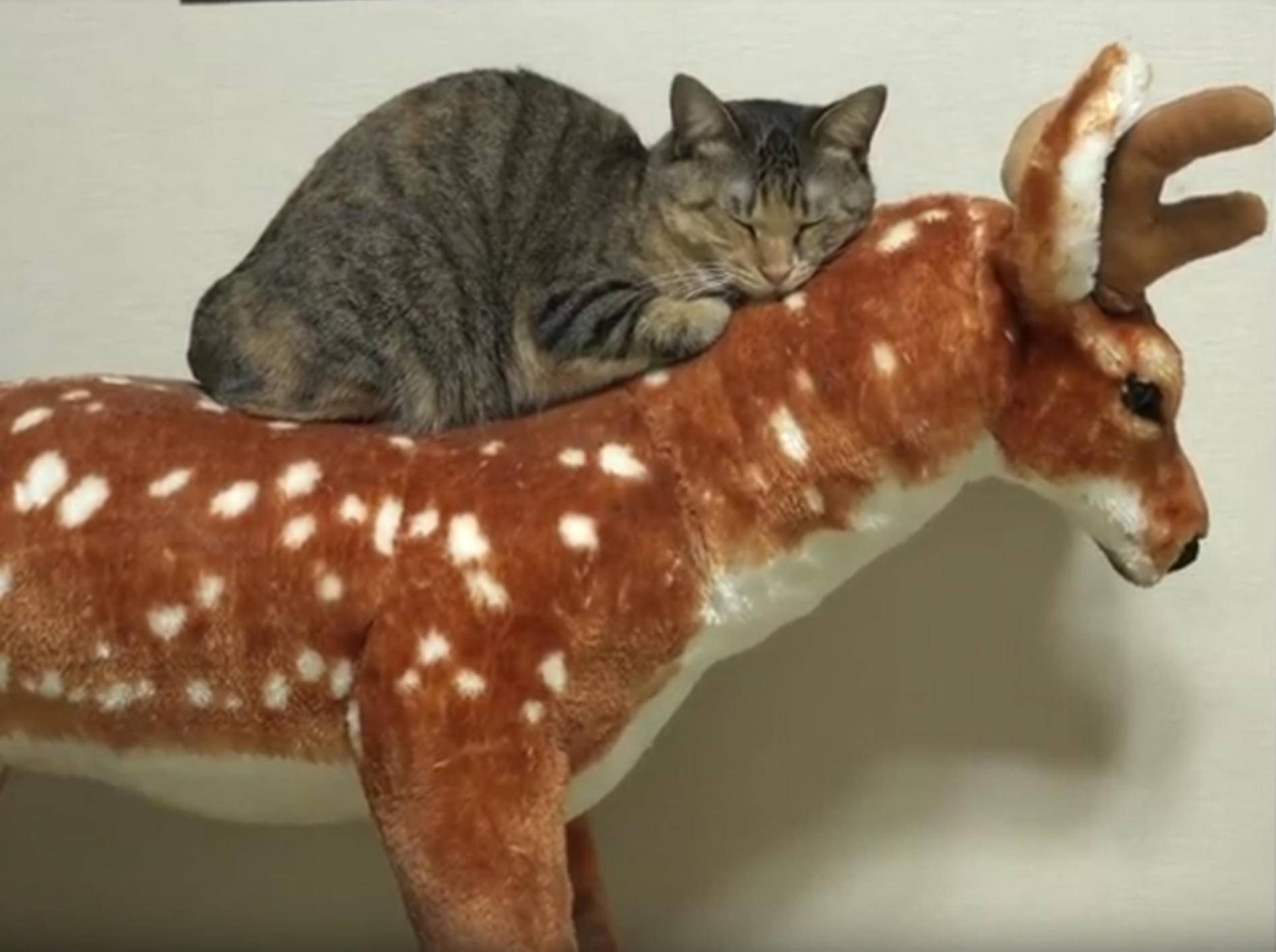 Japanische Katzen-WG freut sich über Stoffhirsch – YouTube / 10 Cats.