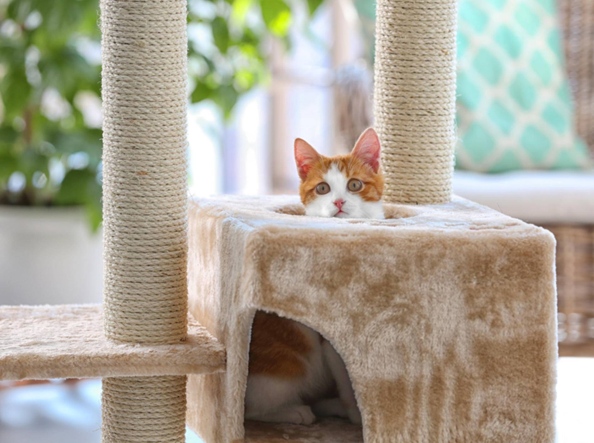 Der Kratzbaum: Ein multifunktioneller Zeitvertreib für Katzen – Shutterstock / Africa Studio
