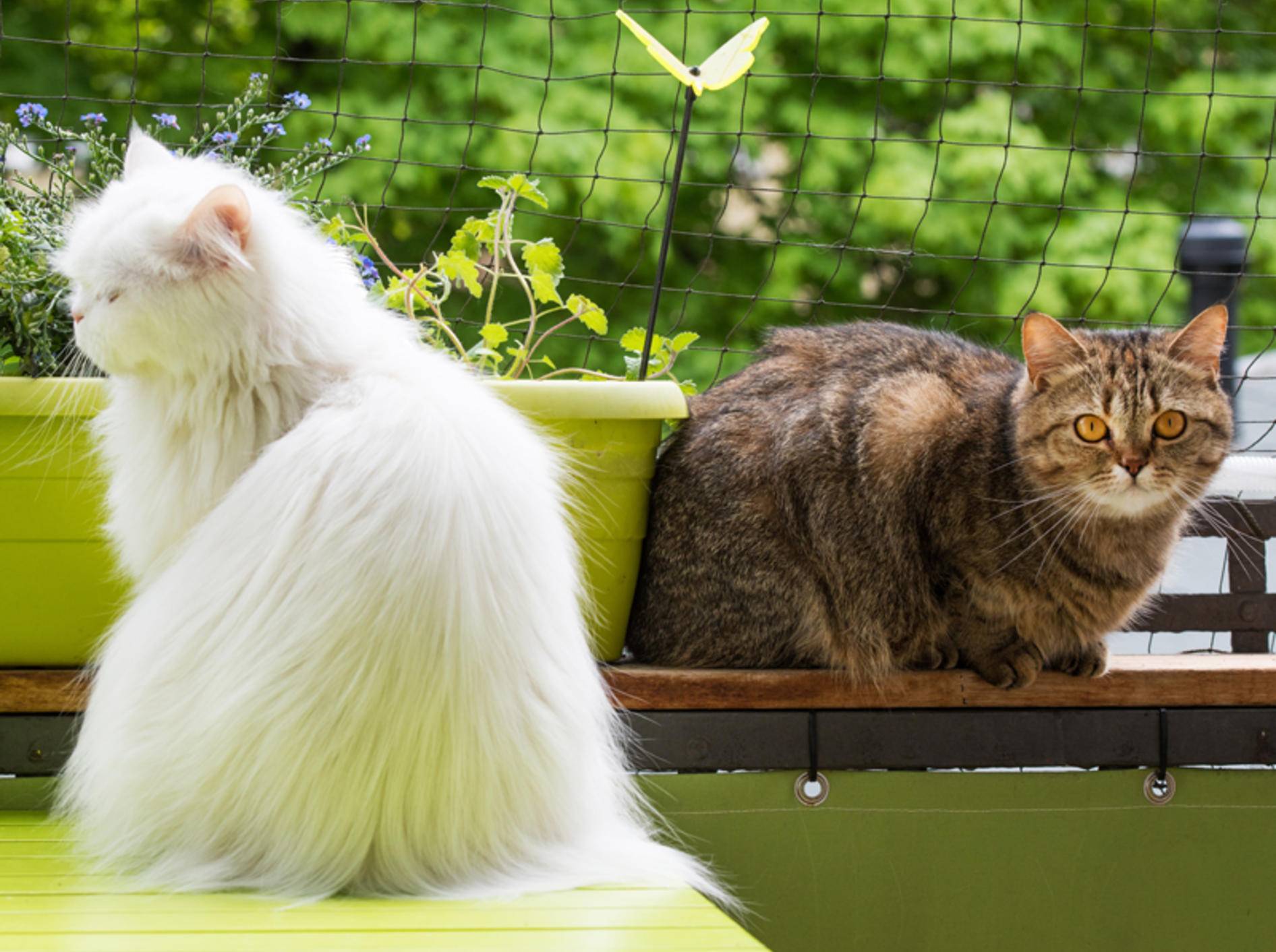 Diese beiden Katzenfreunde genießen ein bisschen Freiheit auf ihrem Balkon, der mit einem Katzennetz gesichert ist – Shutterstock / Dora Zett