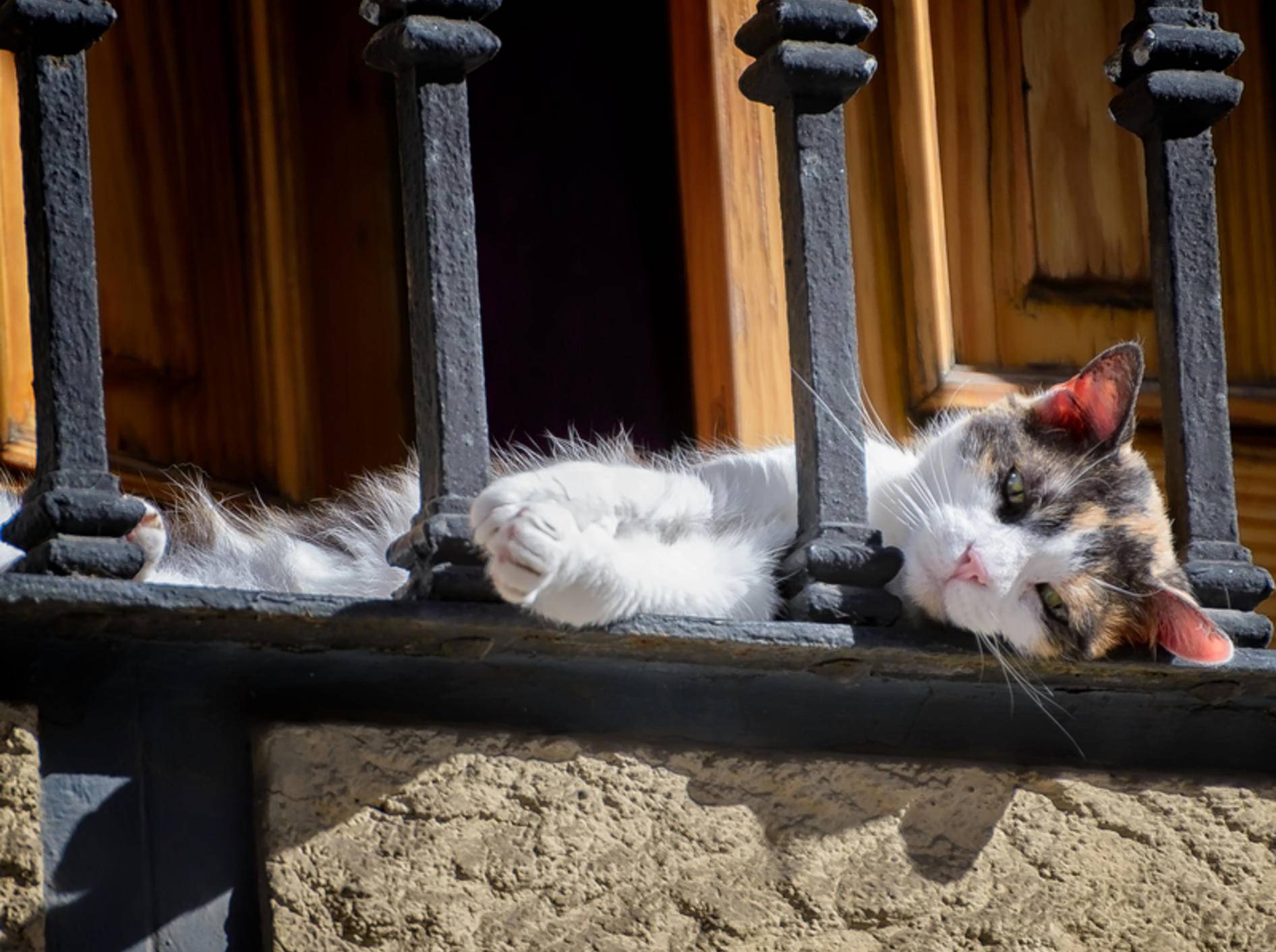 Ein schöner Platz für Katzen: der Balkon – Shutterstock / Ed-Ni-Photo