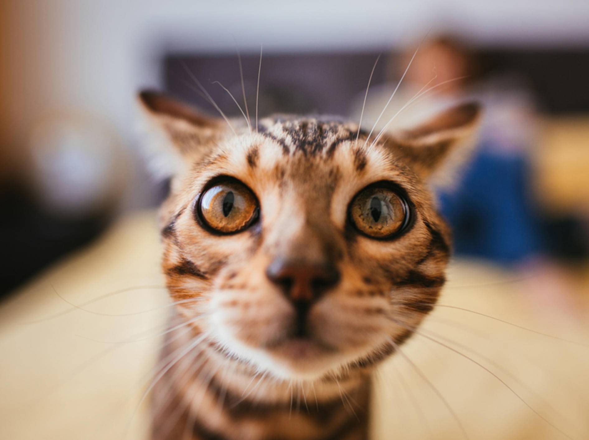 Beim Targettraining stupst Ihre Katze mit der Nase einen bestimmten Gegenstand an – Shutterstock / pyrozhenka