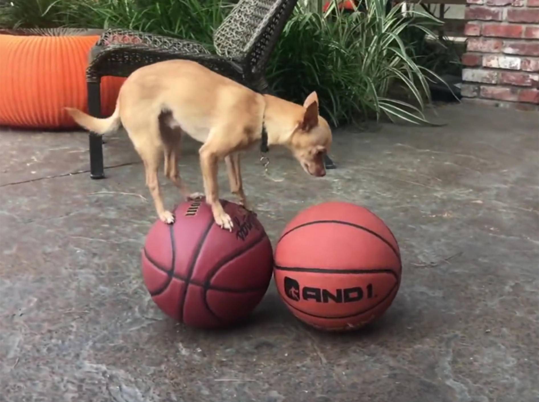 Chihuahua Percy balanciert auf Basketbällen – YouTube / Rumble Viral