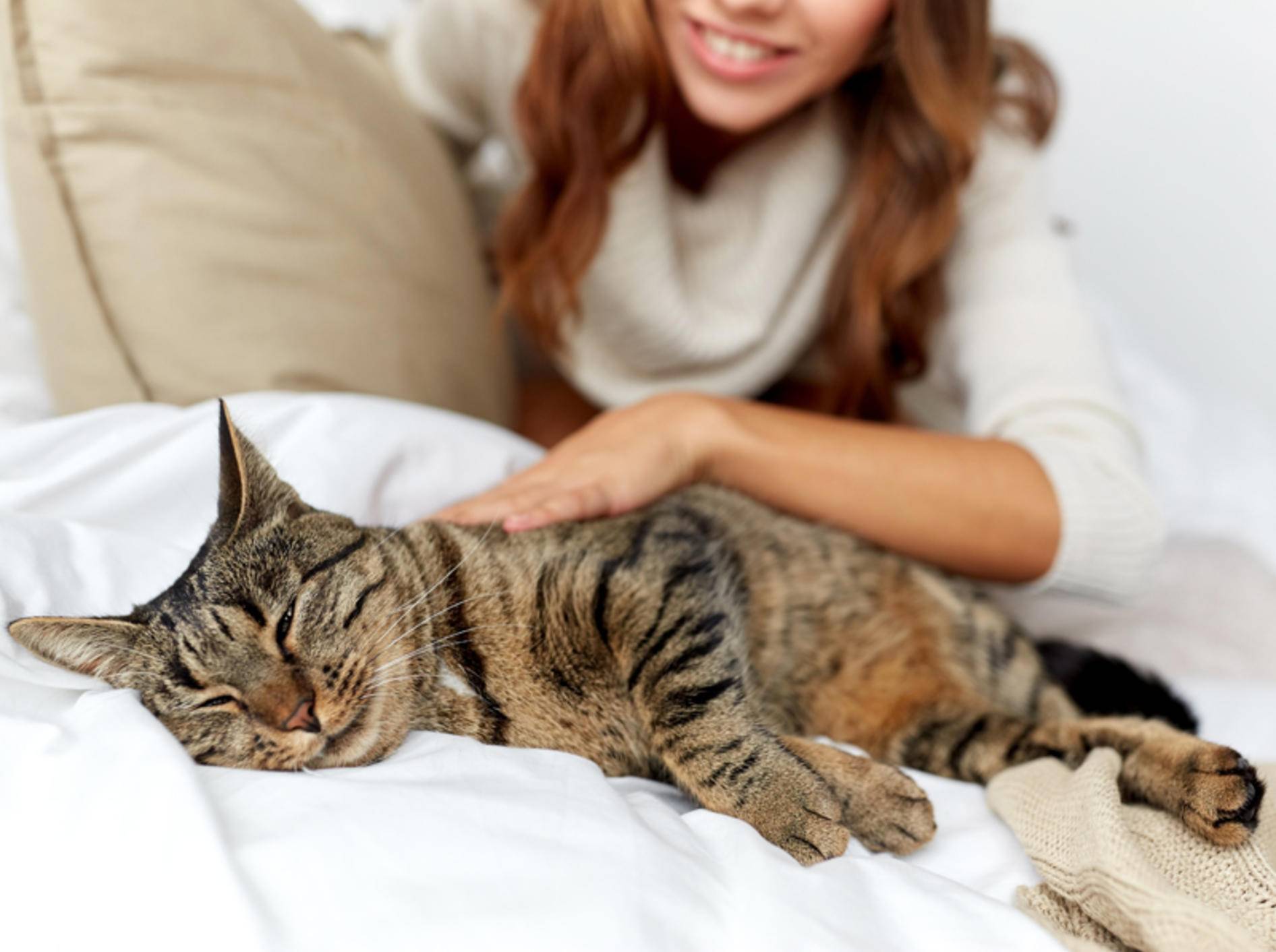 "Schnurr, ist das schön!", scheint diese glückliche Tabby-Katze zu denken – Shutterstock / Syda Productions