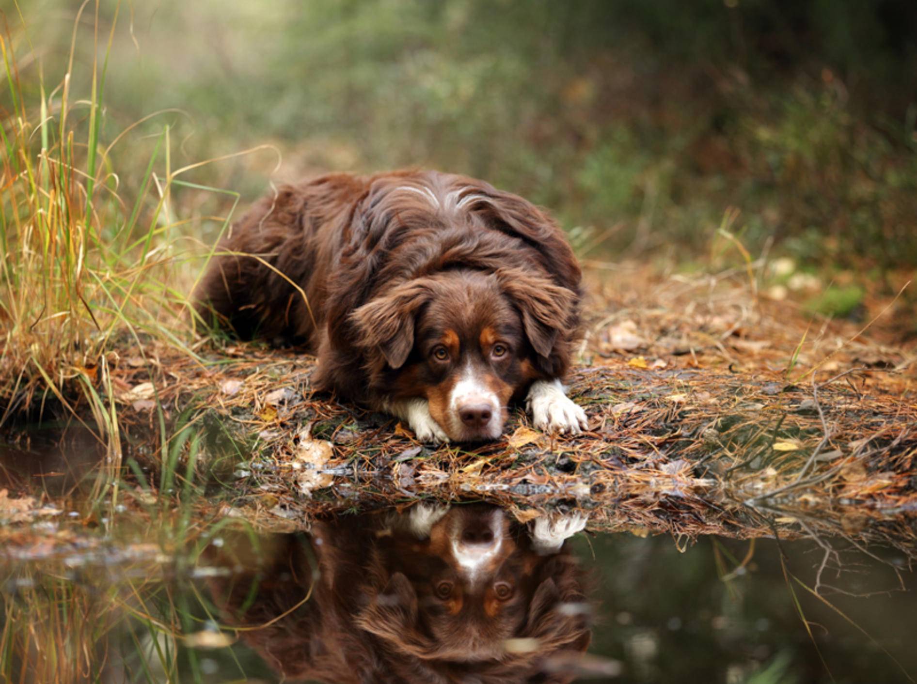 "Och, darf ich das Pfützenwasser nicht wenigstens kurz probieren?", scheint sich dieser Hund zu denken. Der Gesundheit zuliebe sollten Sie es ihm aber nicht erlauben – Shutterstock / Ivanova N