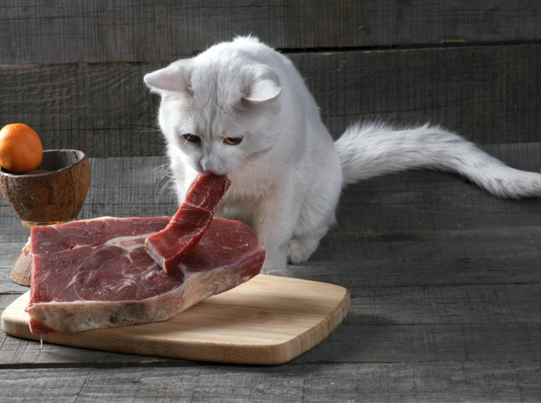 Welches Rohes Fleisch Dürfen Katzen Fressen