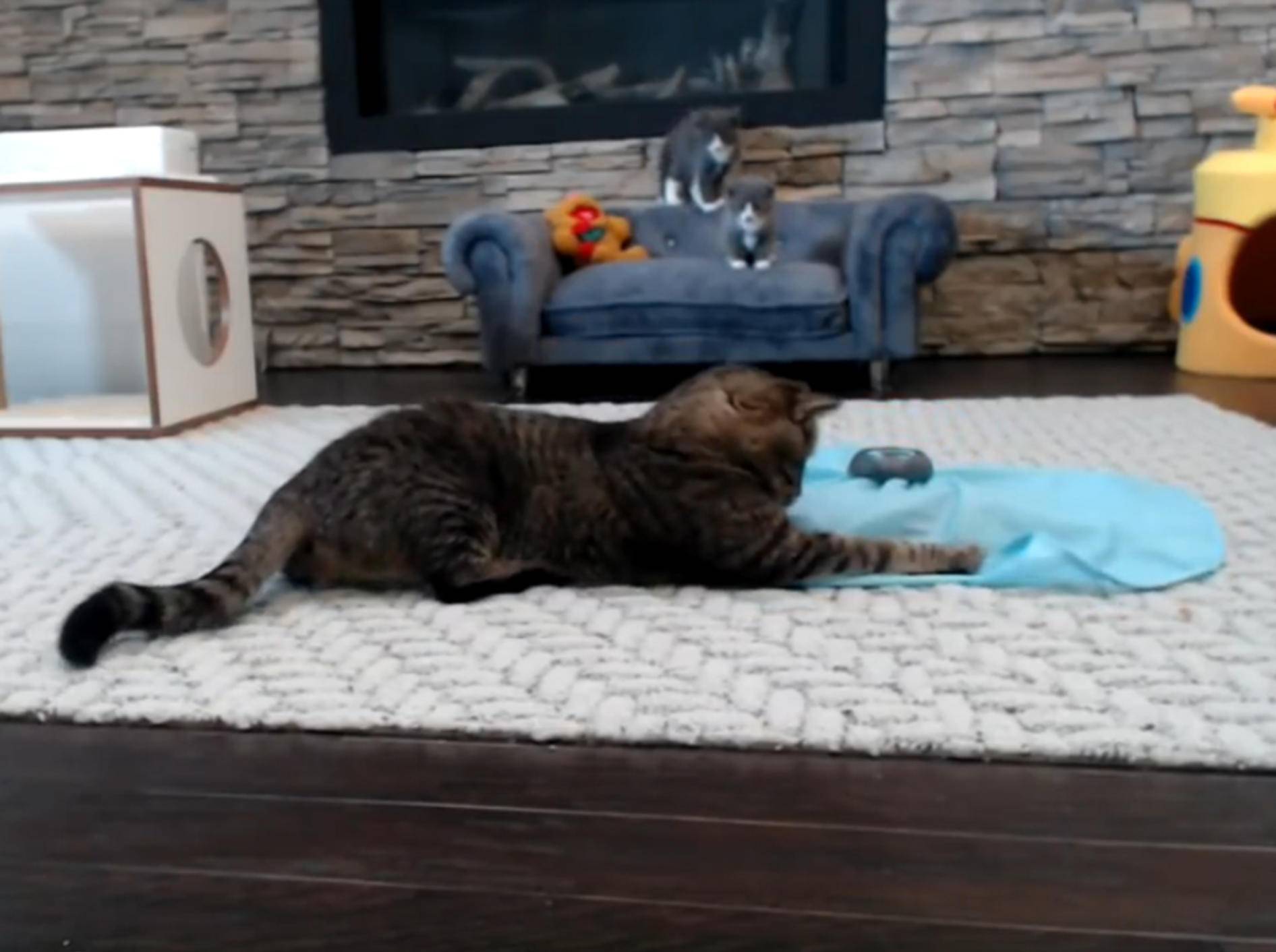 Katzenopa Mason will Kätzchen Jagen beibringen – YouTube/TinyKittens HQ