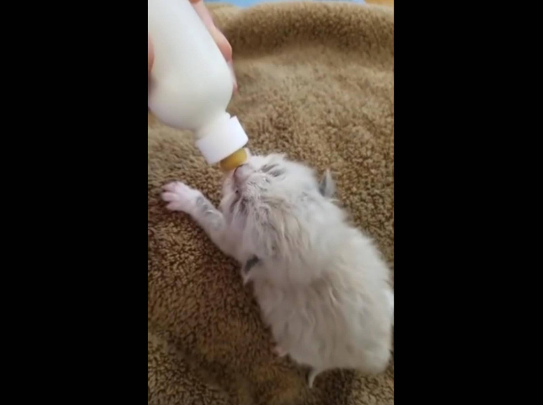 Mann rettet winzigkleine Minimiez vorm Verhungern – YouTube / Love Meow