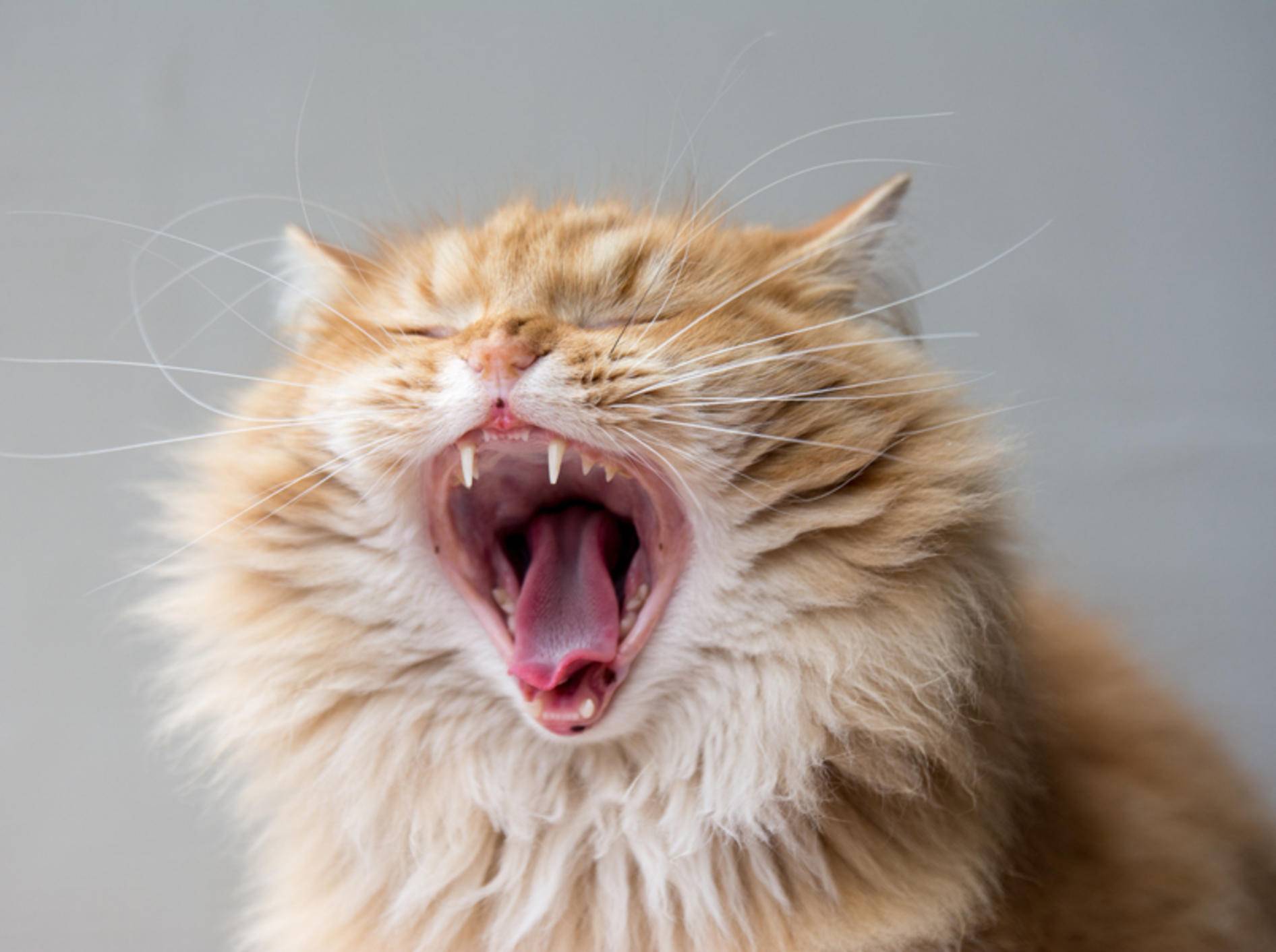 Die Zahnerkrankung FORL befällt fast ein Drittel aller Katzen im Laufe ihres Lebens – Shutterstock / DavidTB