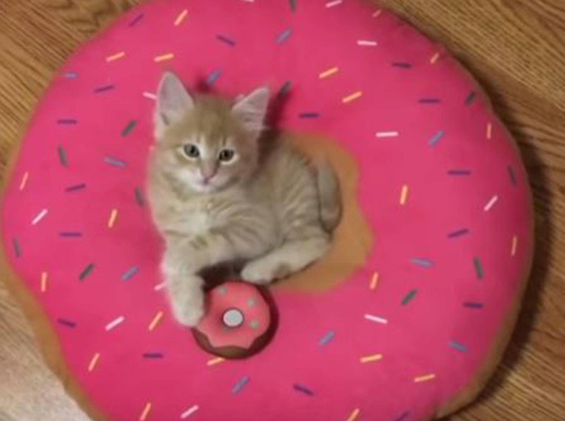 Babykatze Stanley macht es sich in seinem Donut-Kissen gemütlich - Bild: YouTube / Love Meow
